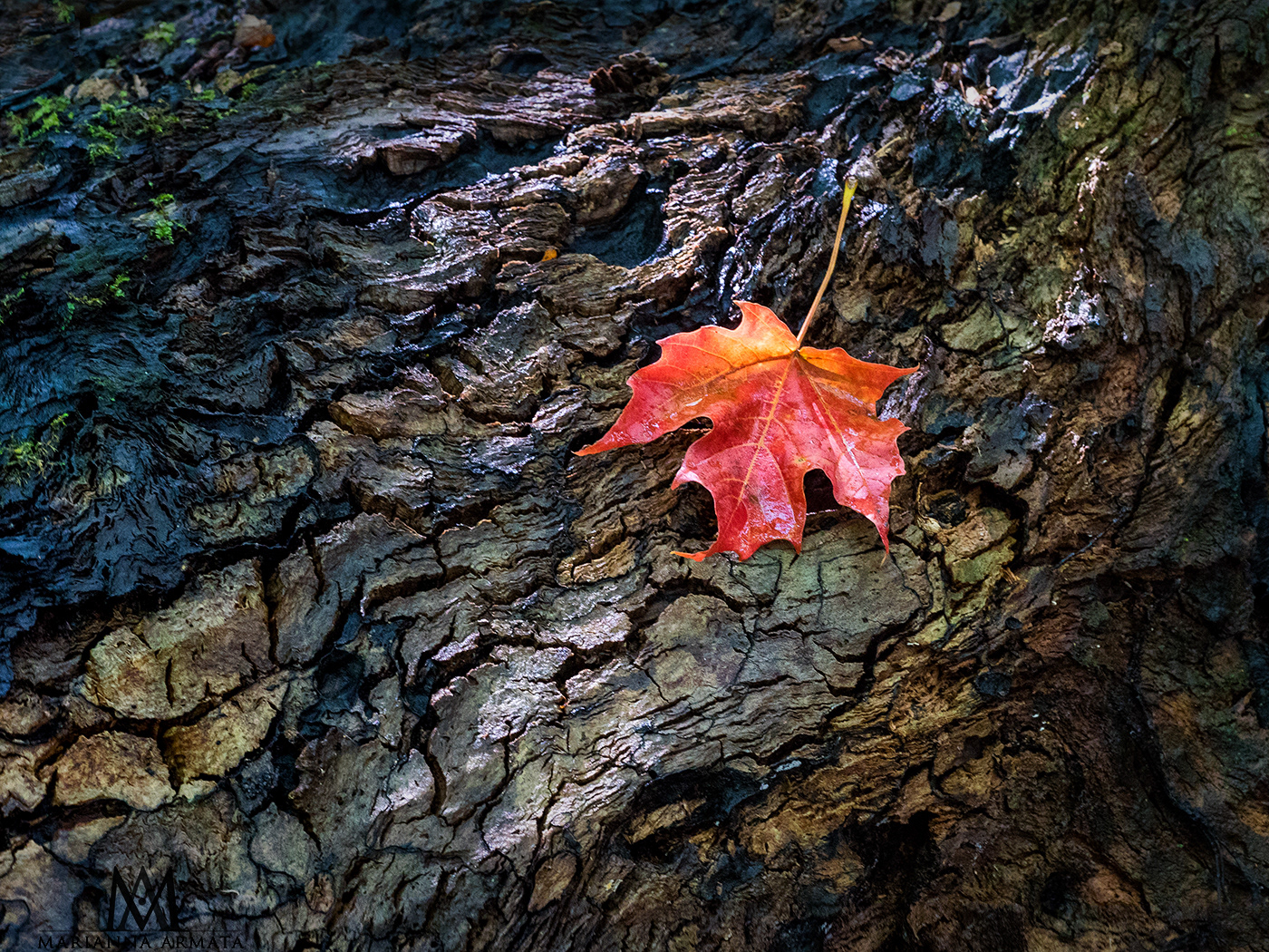 maple leaf on its parent
