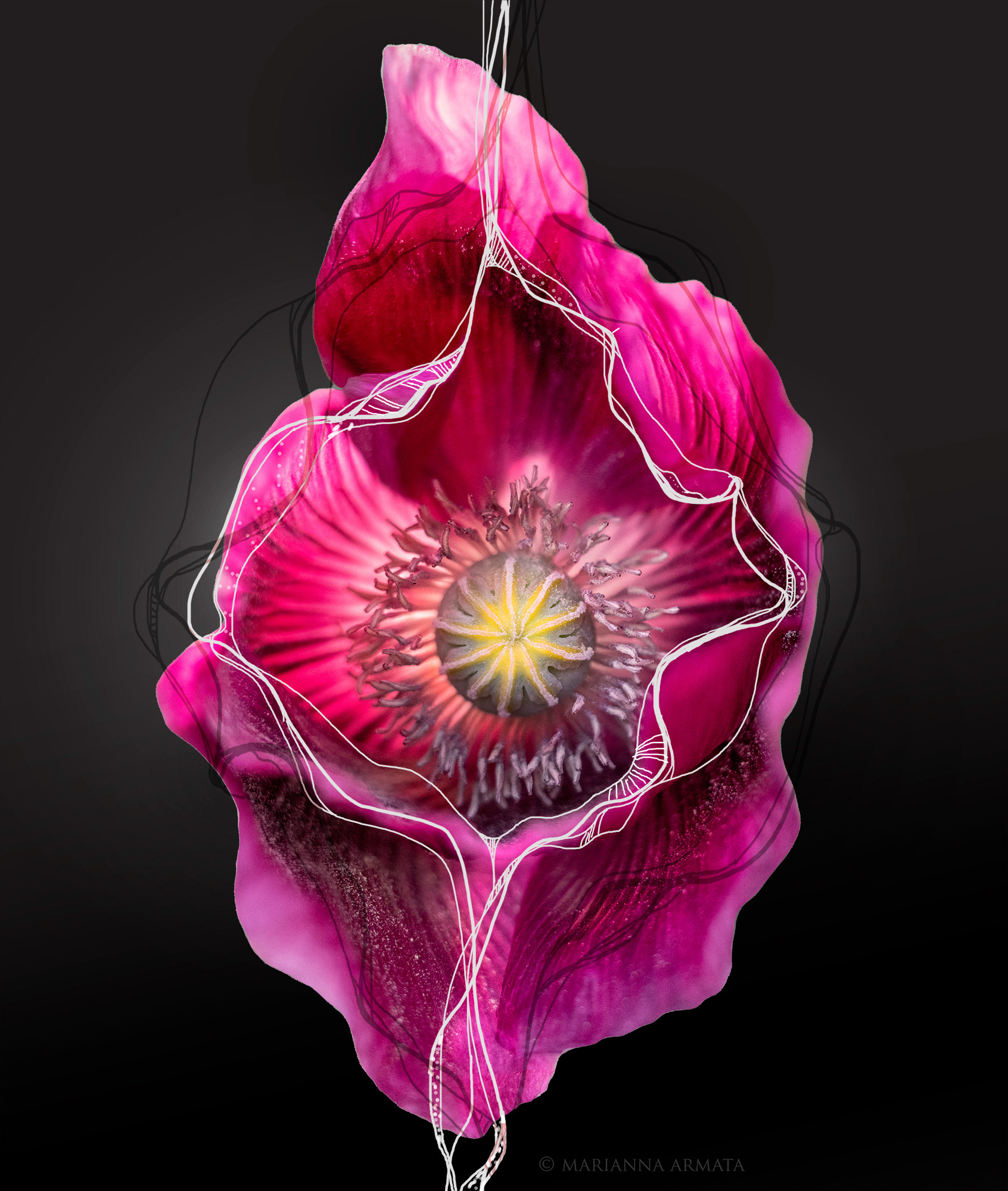poppy