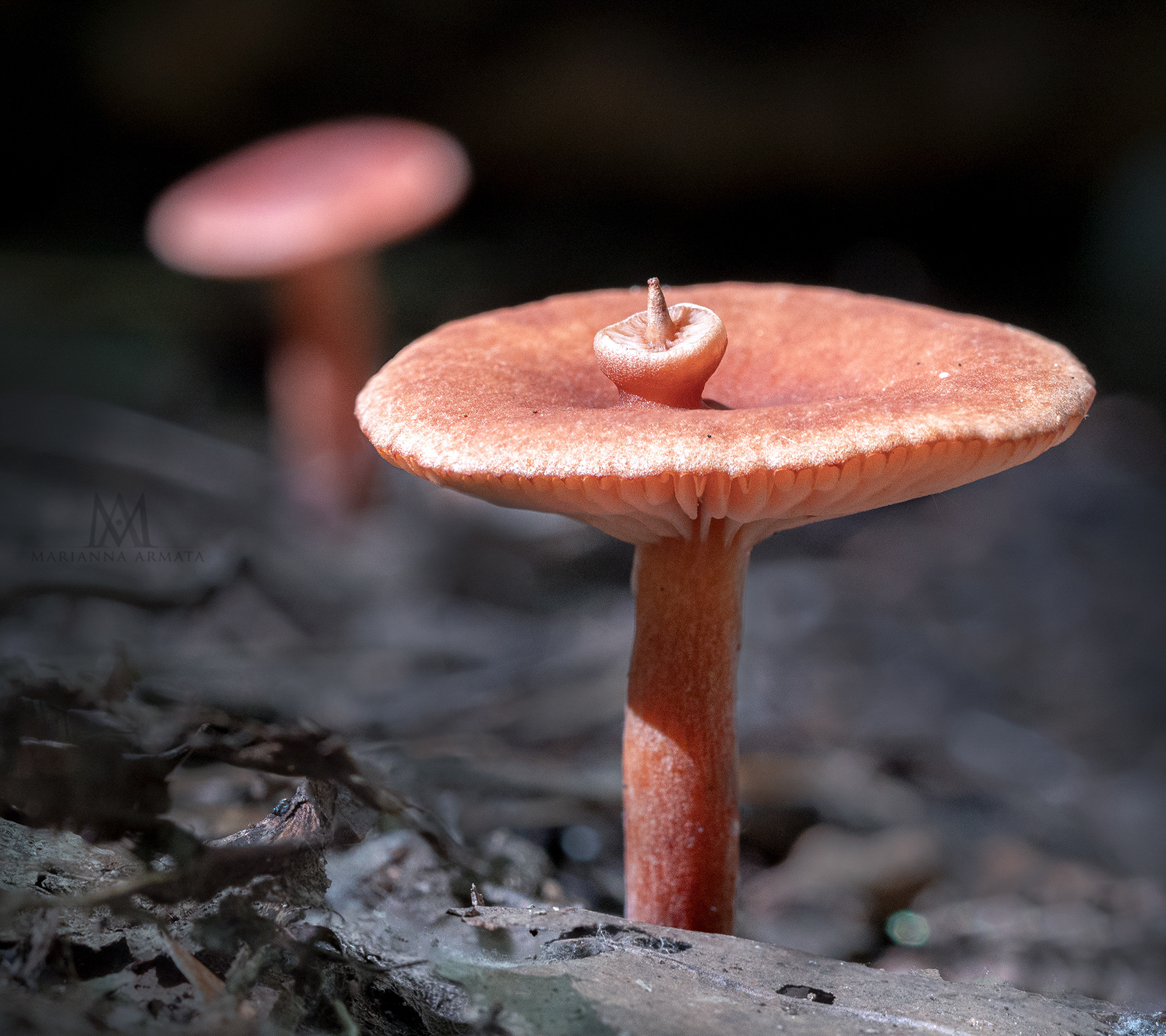 Cinnabar Cort