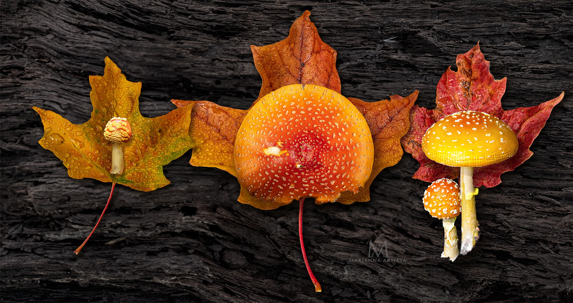Amanita Muscaria
