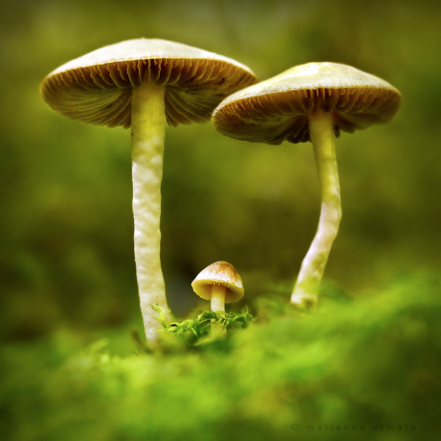 Fairy ring mushroom family