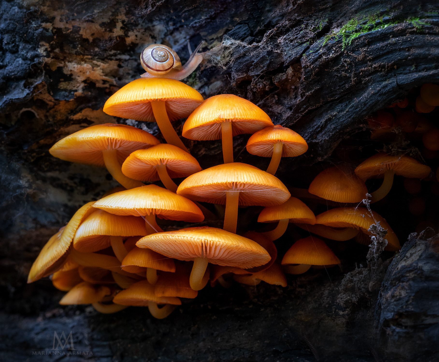 Orange Mycena
