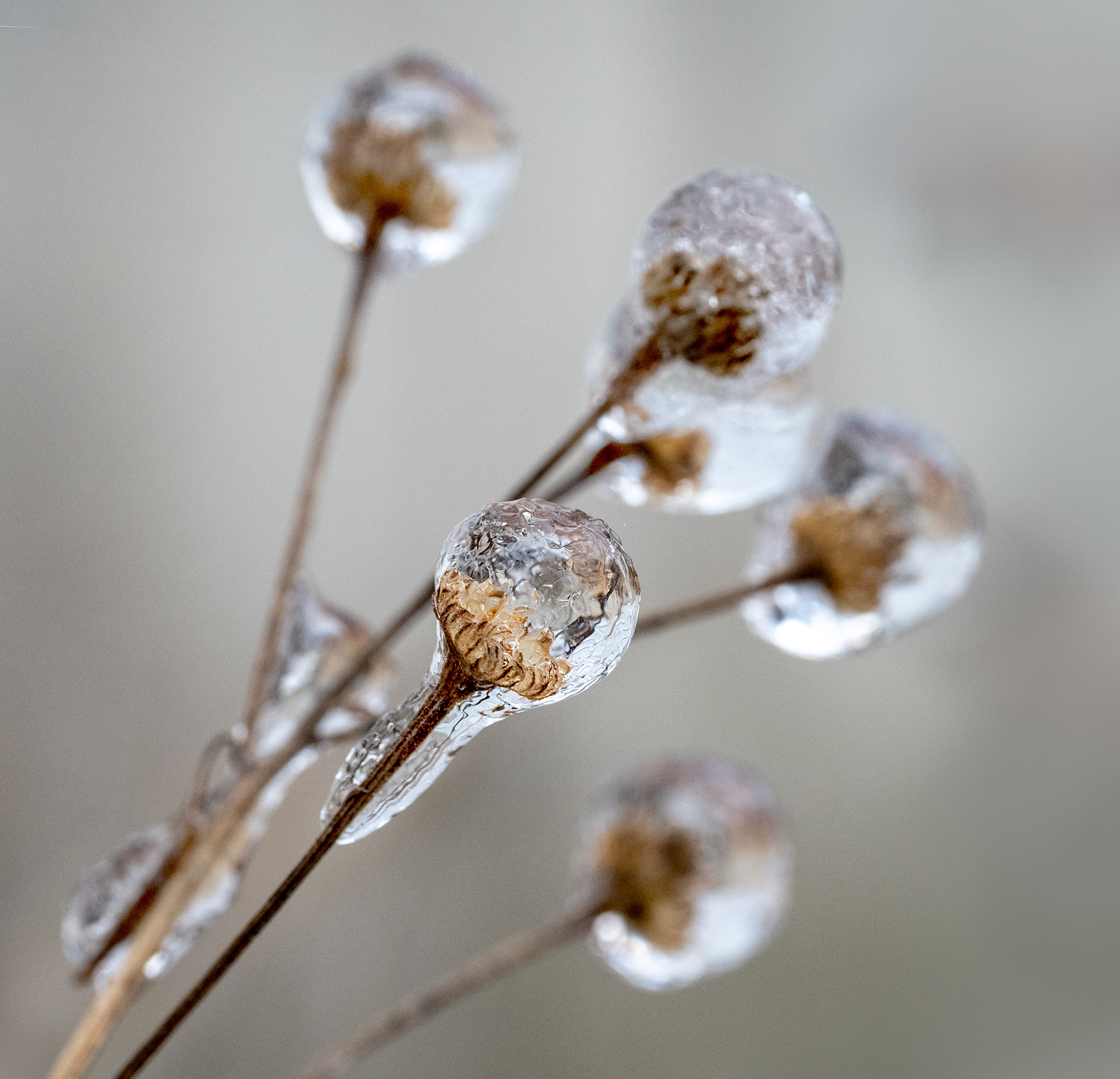 freezing rain jewels