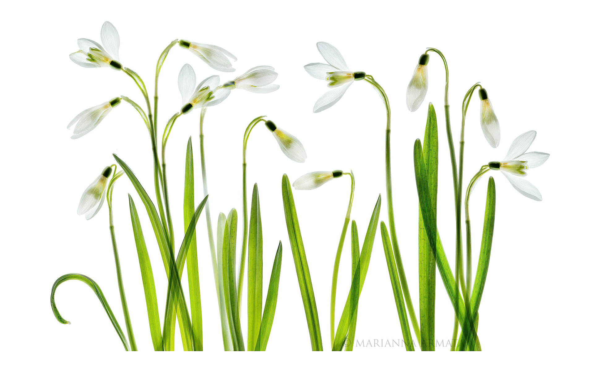 snowdrops