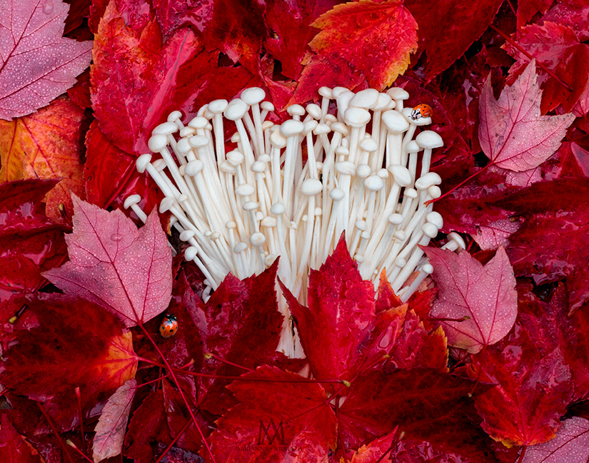 Enoki 