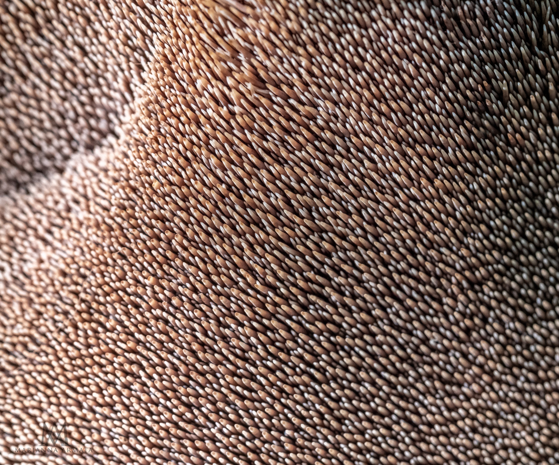 Toothed fungus