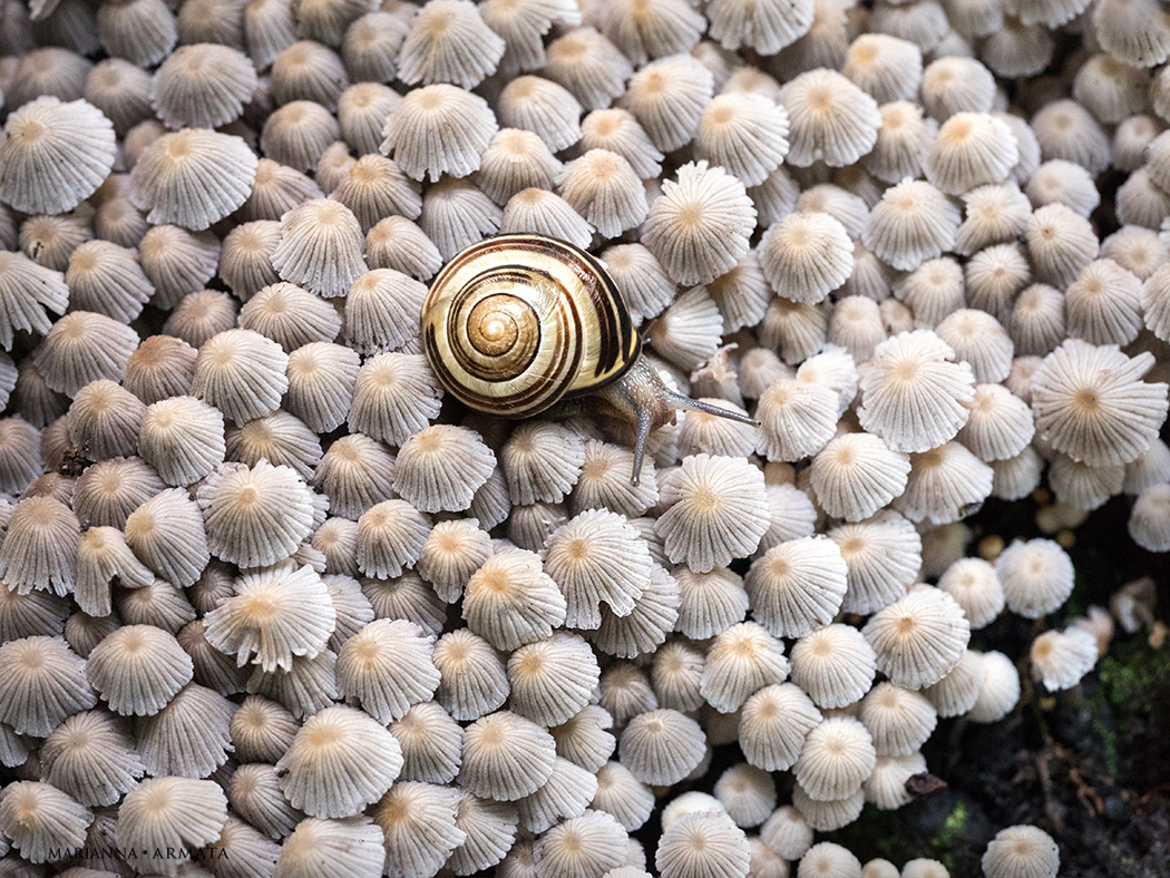 Crumble Caps