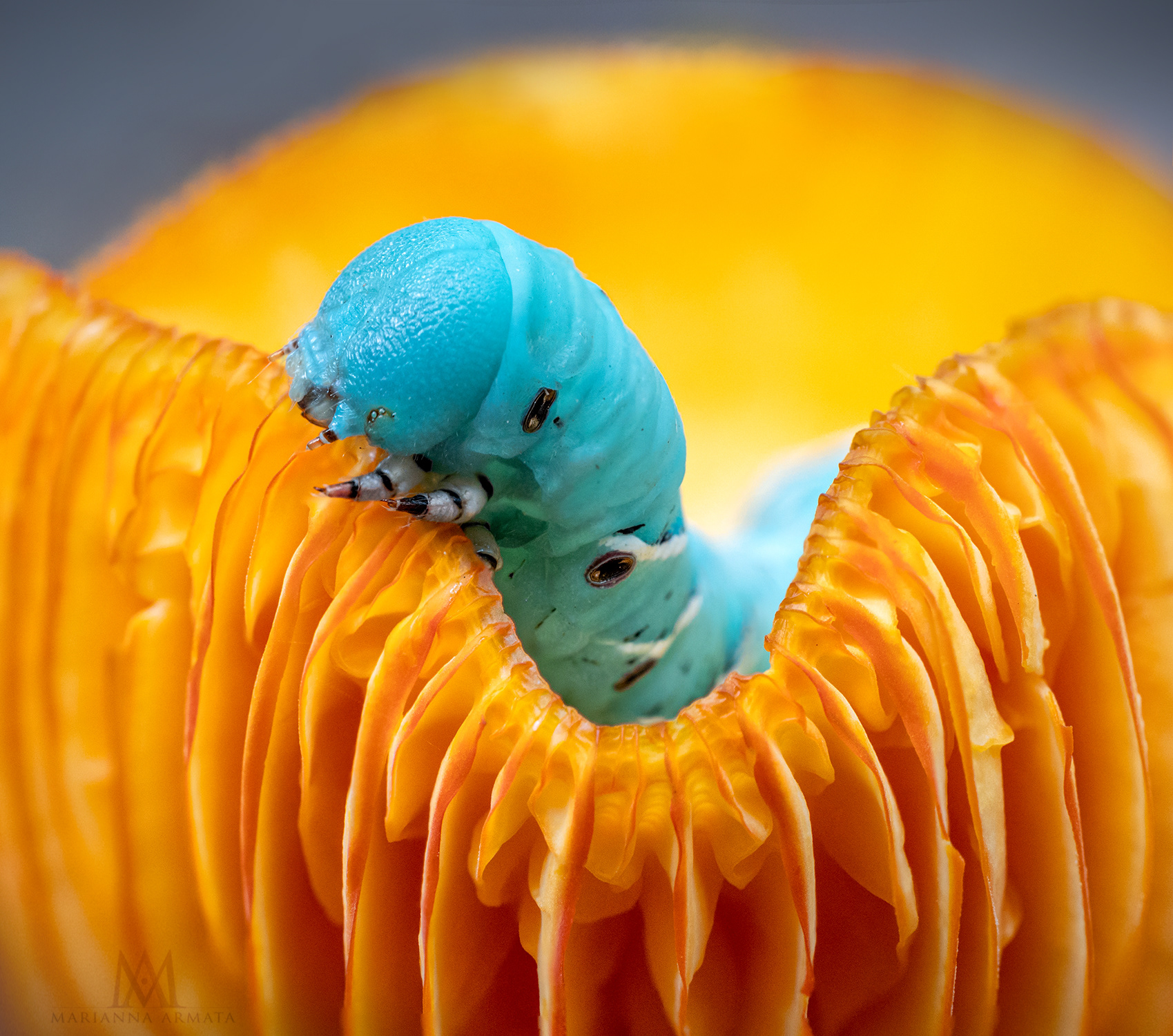 Tomato Hornworm on Yellow Waxcup
