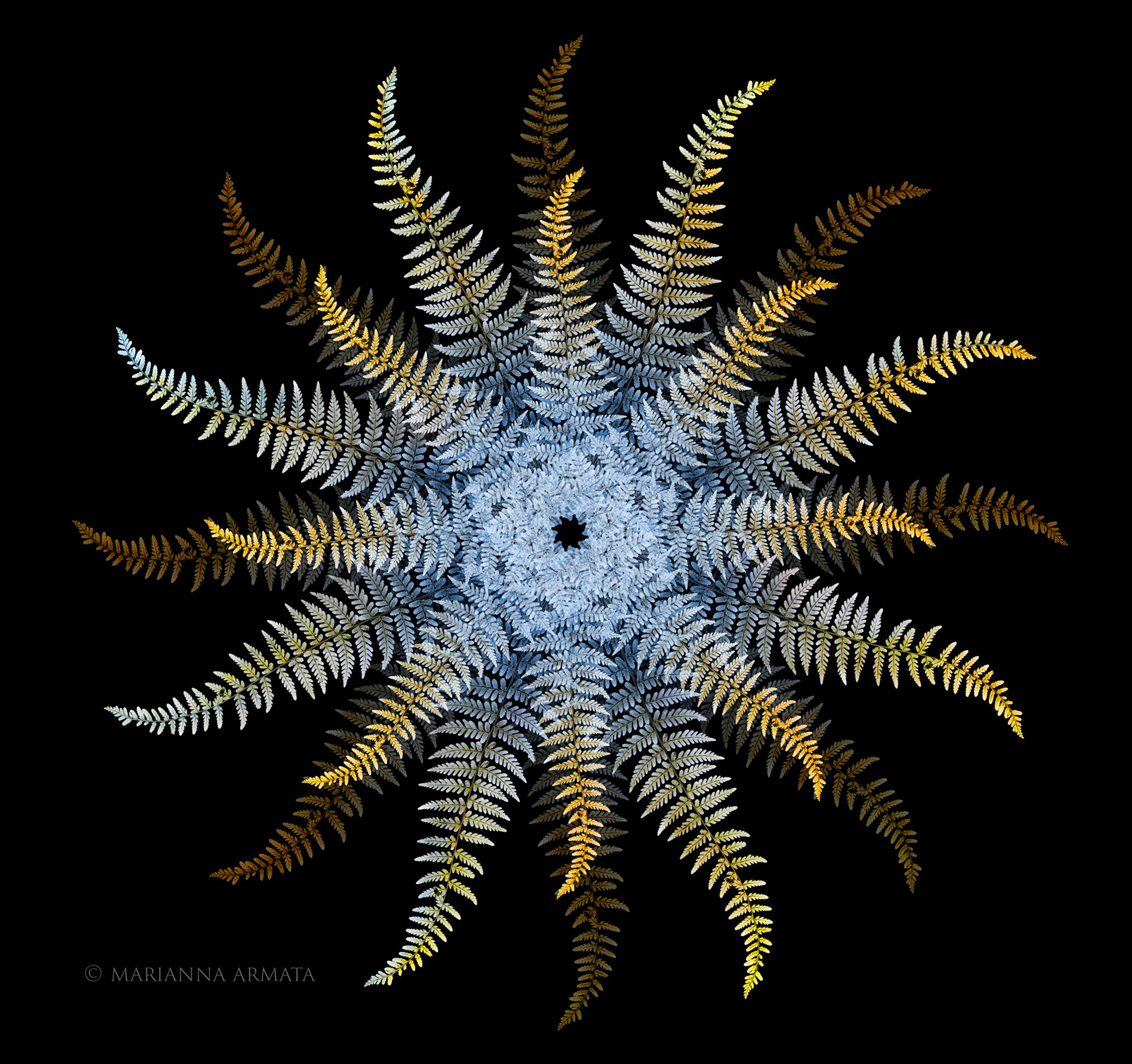 Fern star