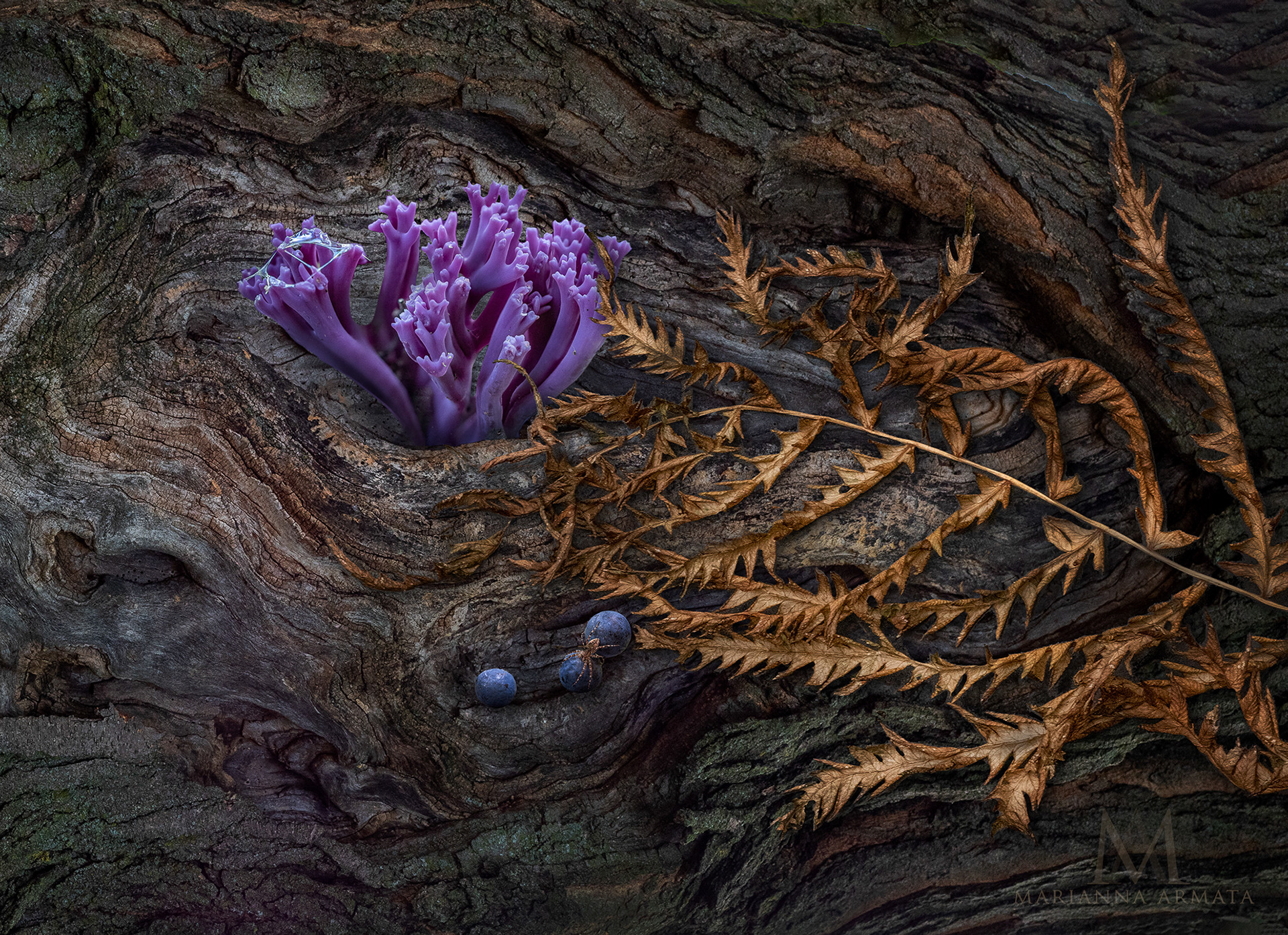Purple coral