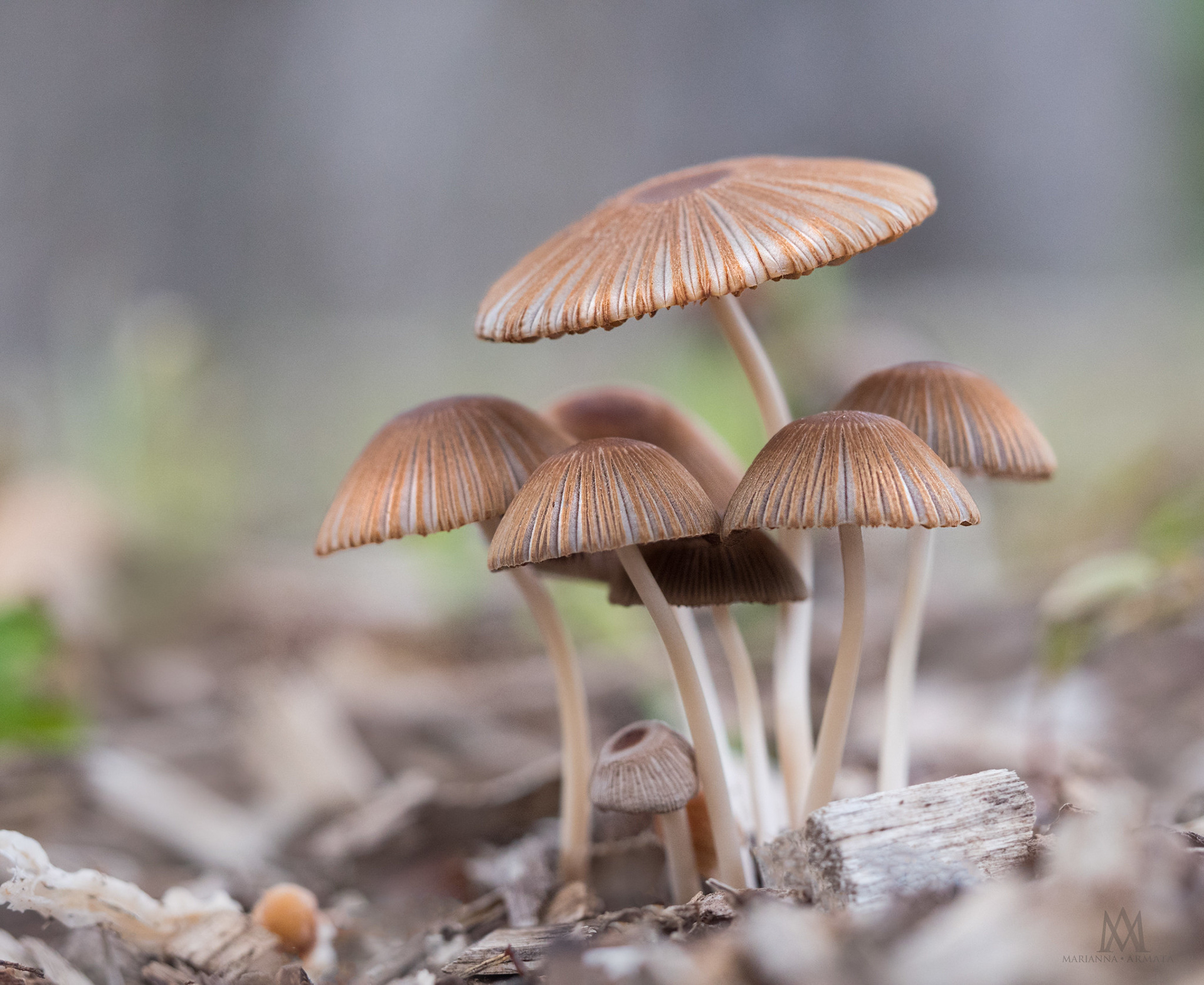 Japanese Umbrella mushrooms
