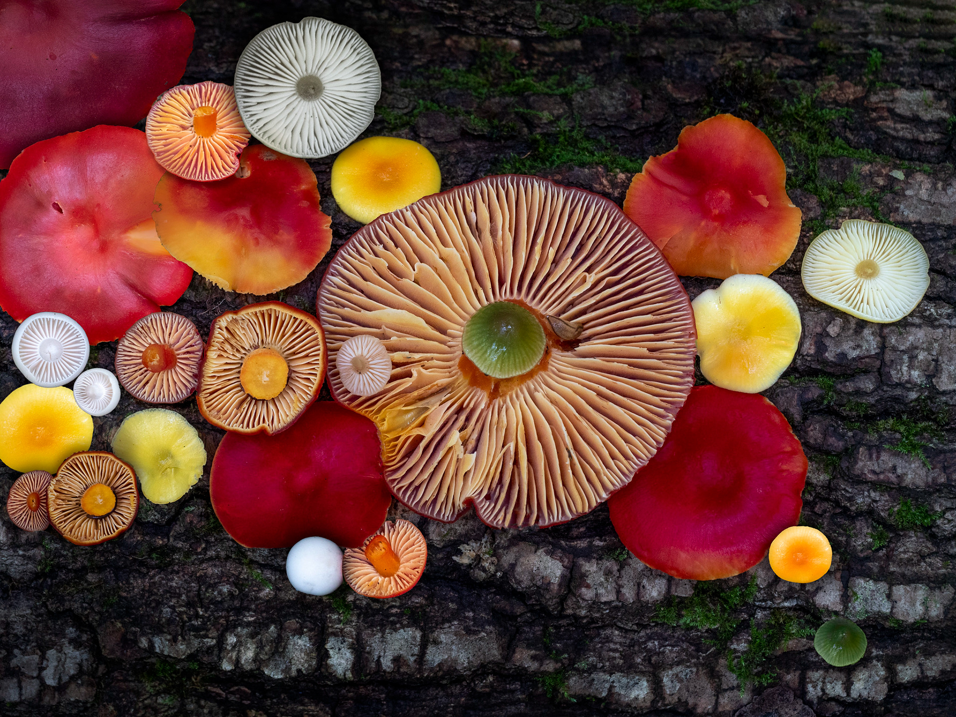 Colourful waxcups