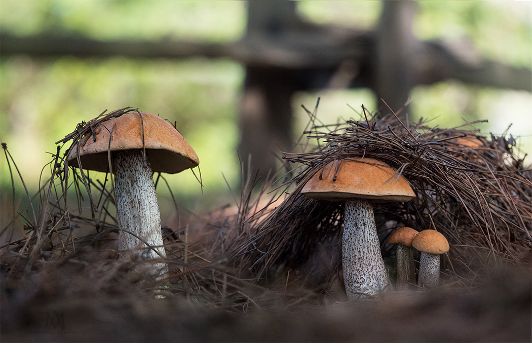 Birch Boletes