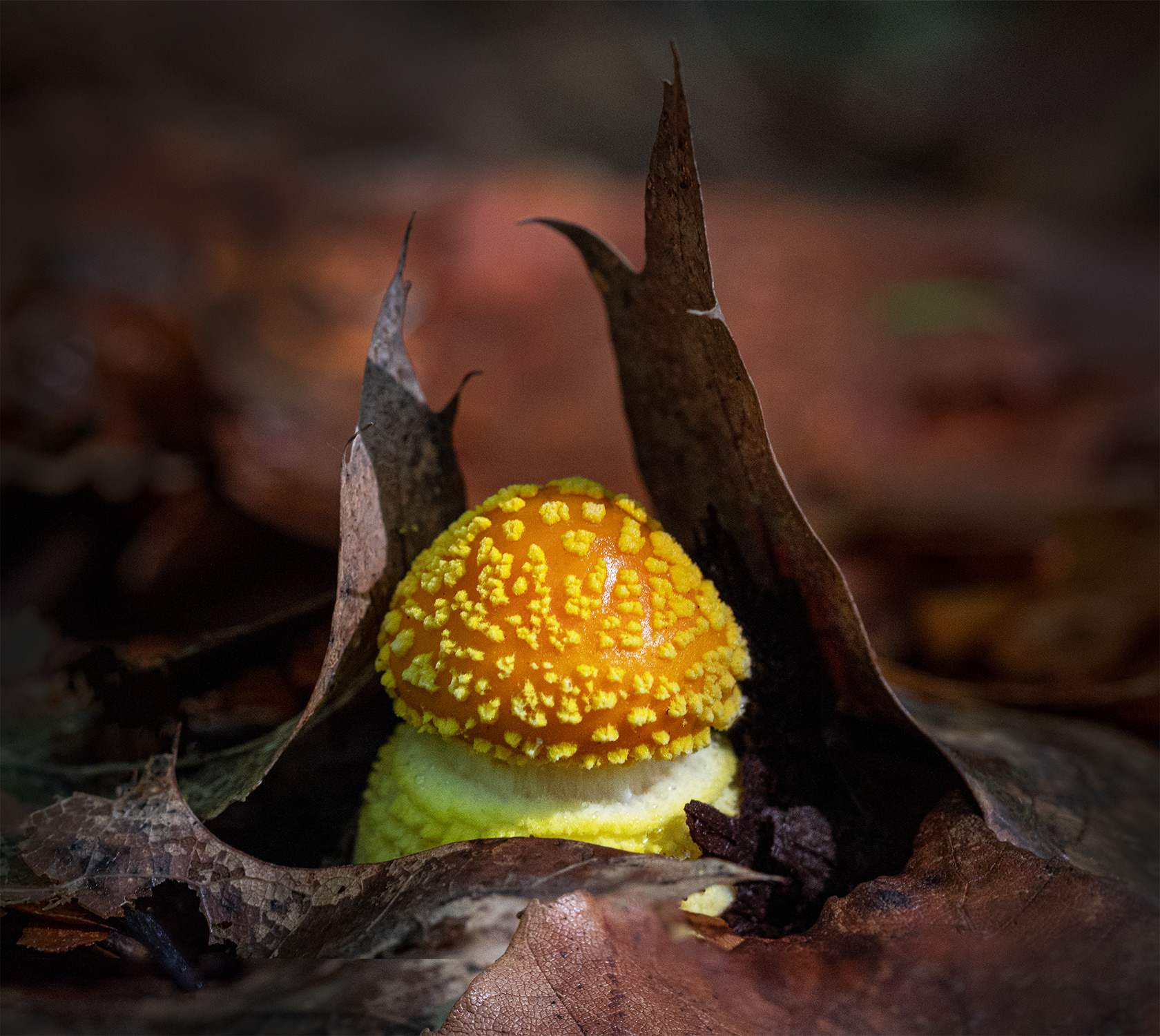 Baby Amanita