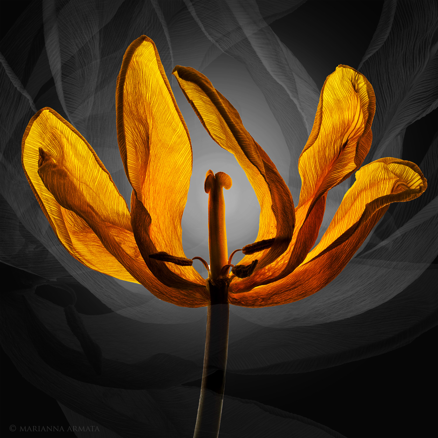 tulip