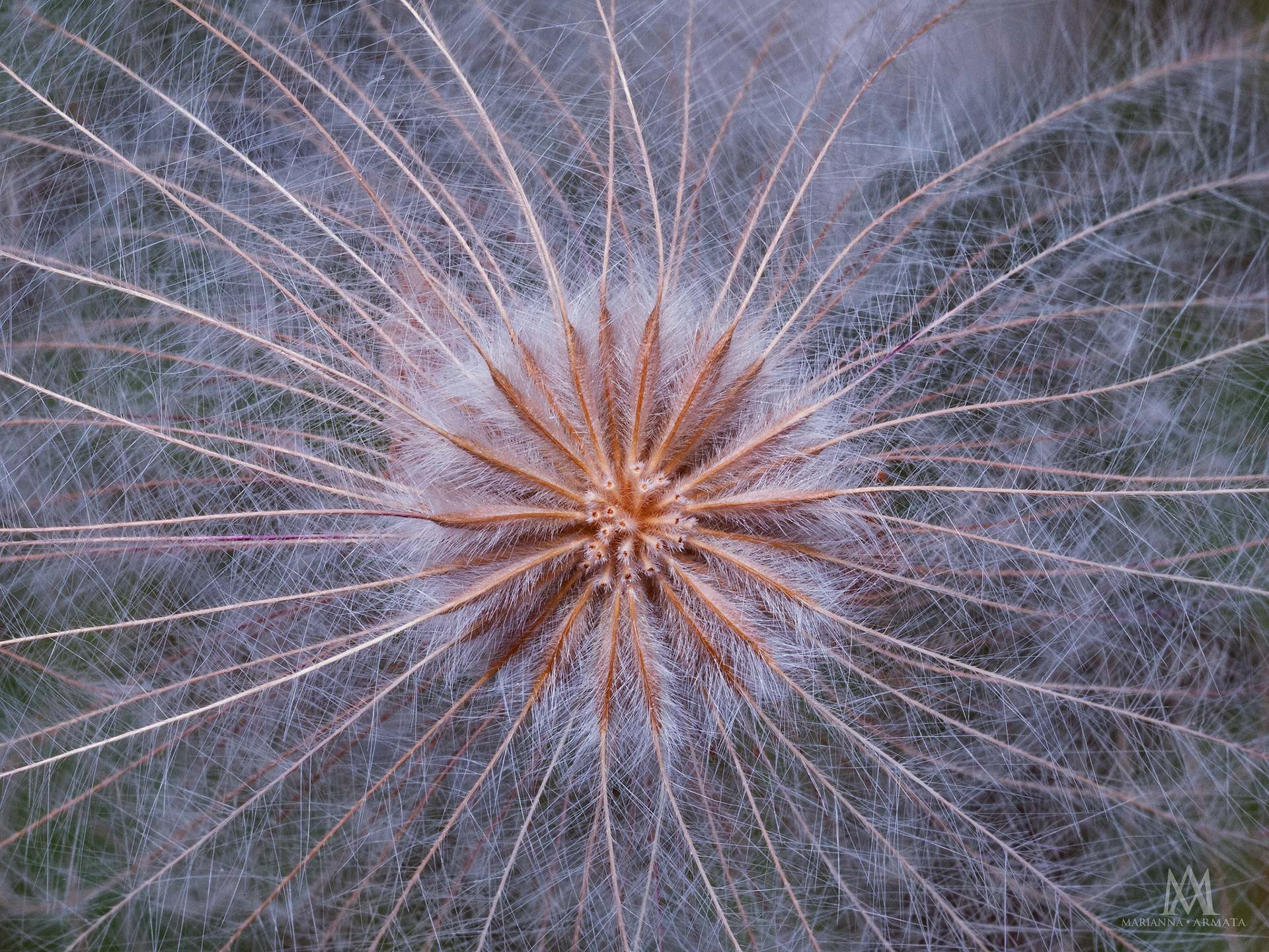 clematis seeds