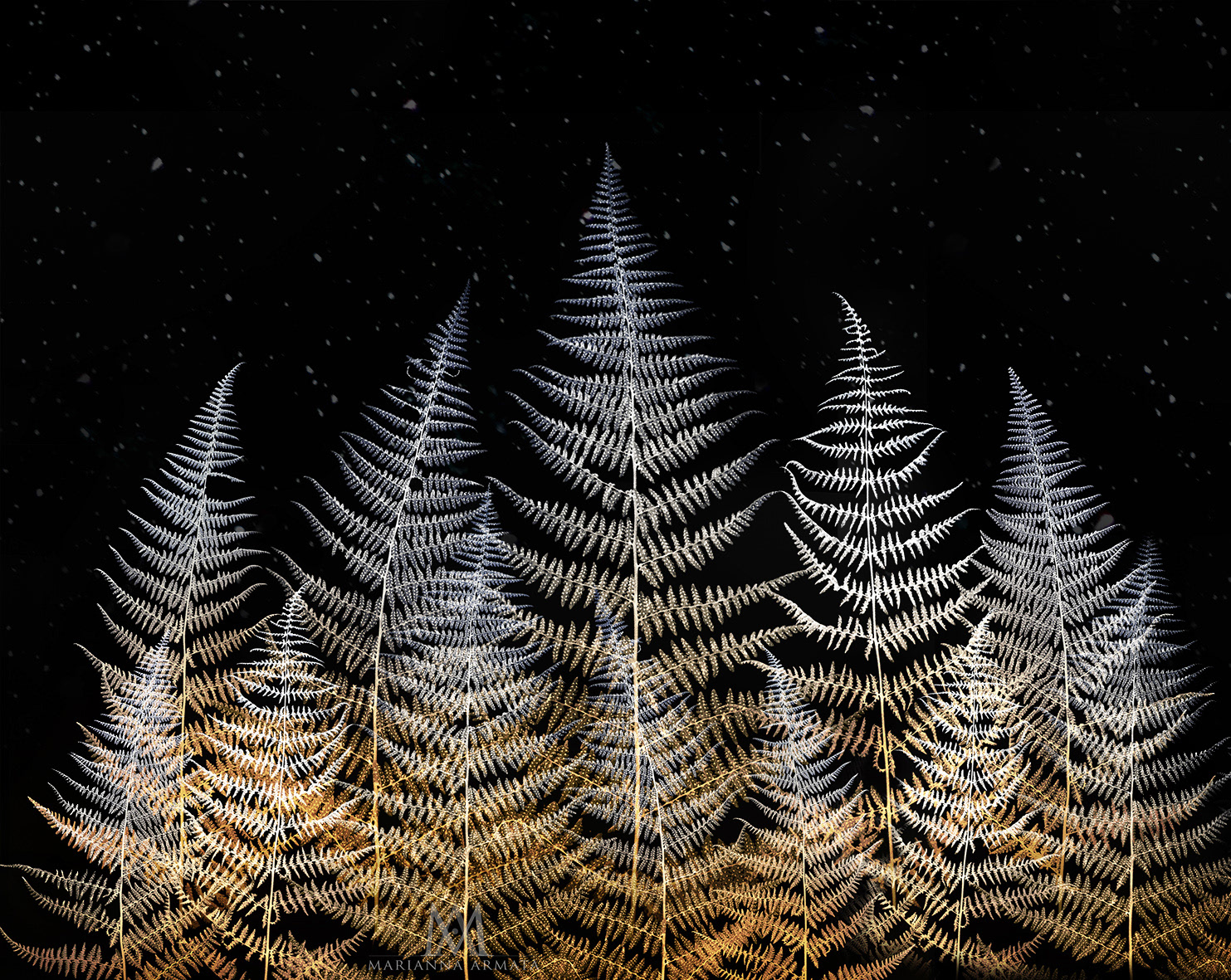 fading ferns