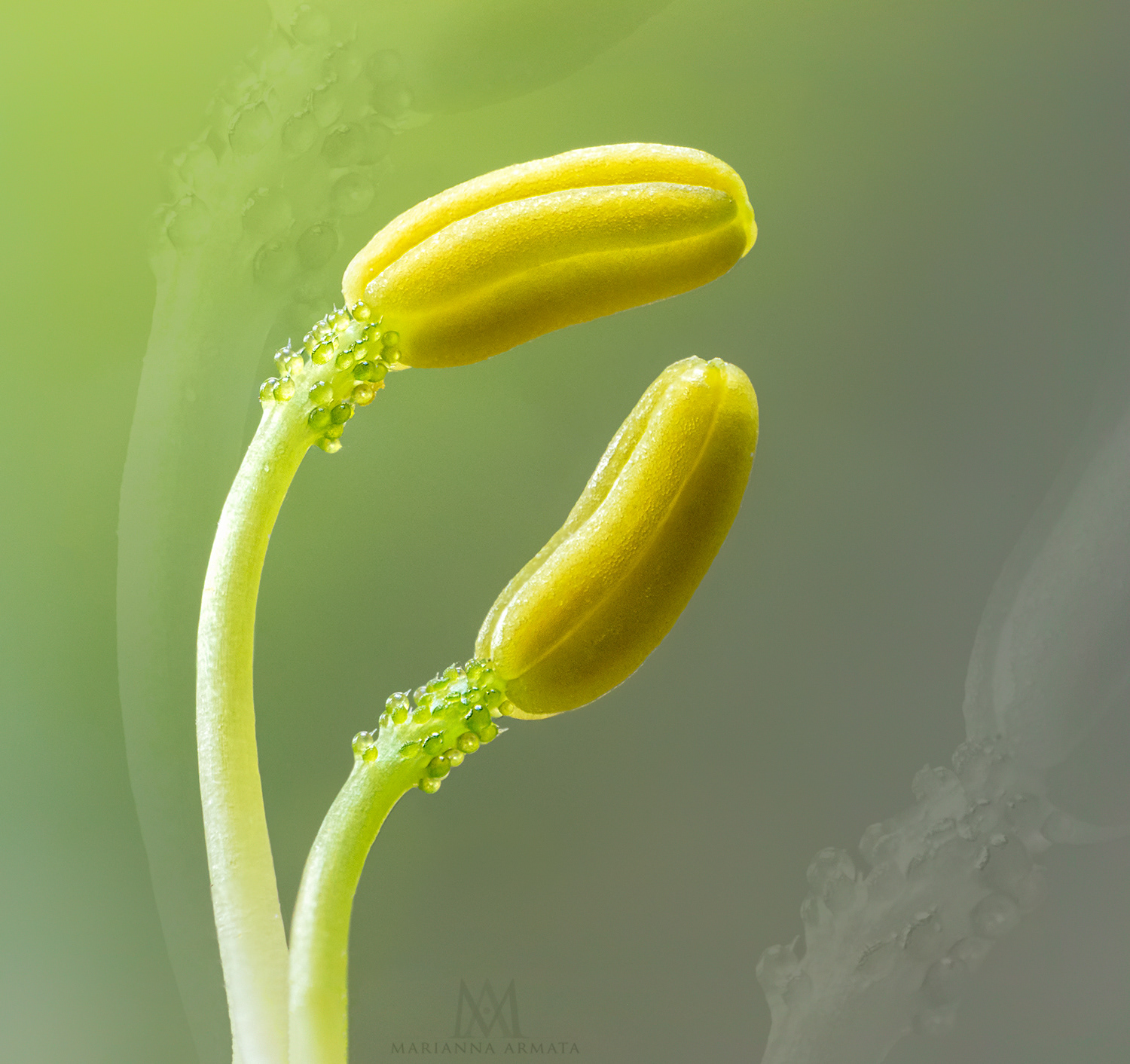 gassplant stamens