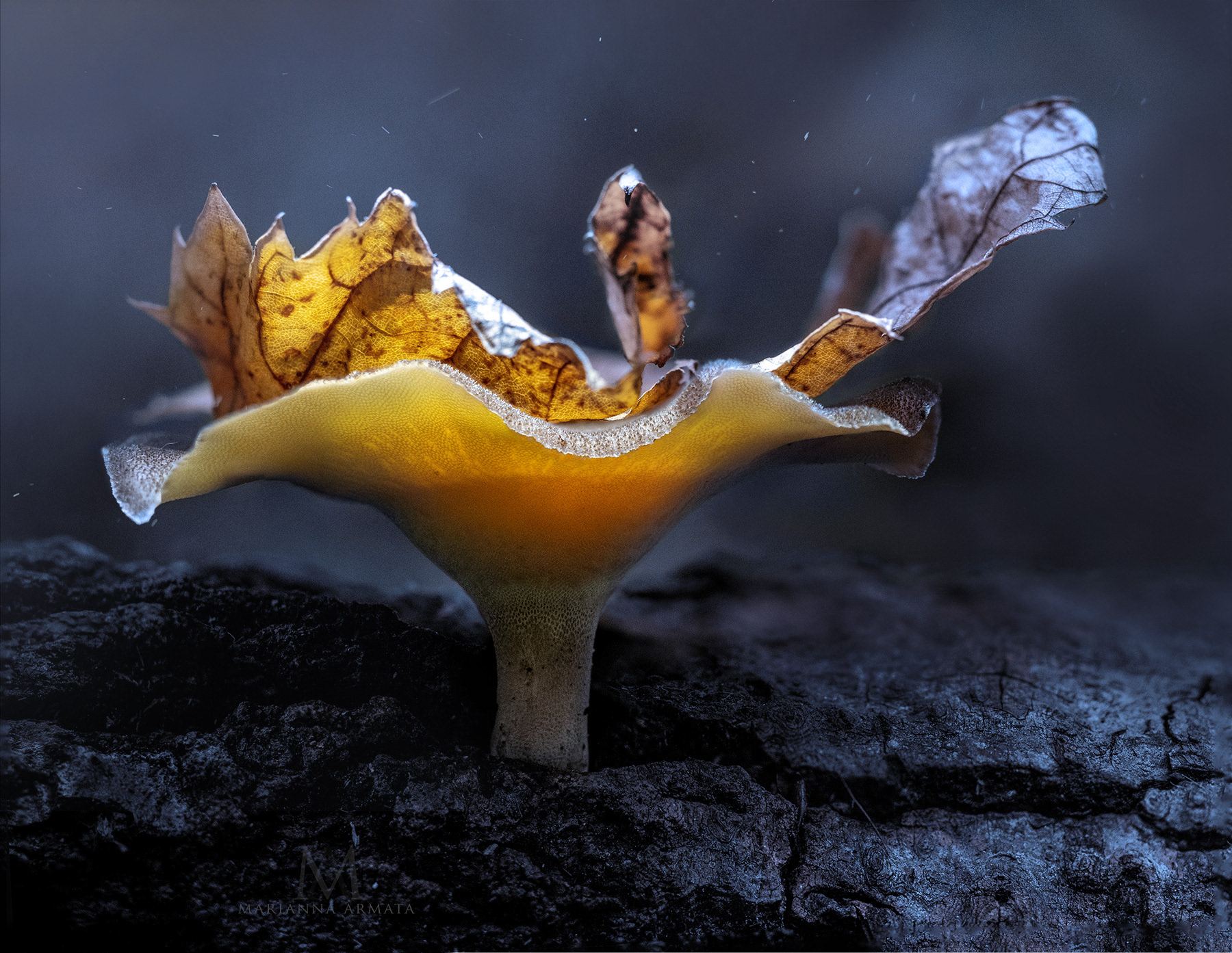 Polypore