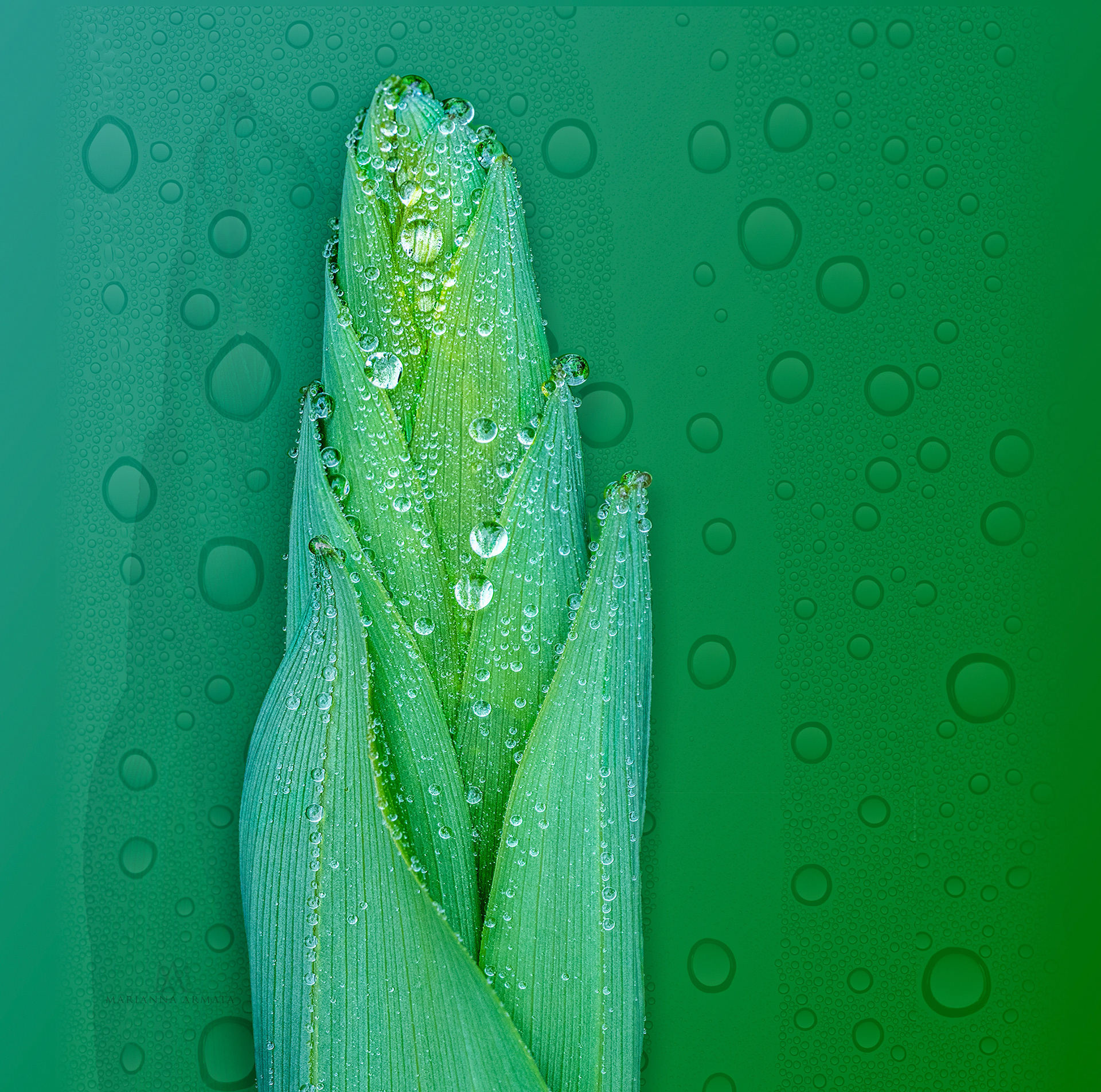polygonatum
