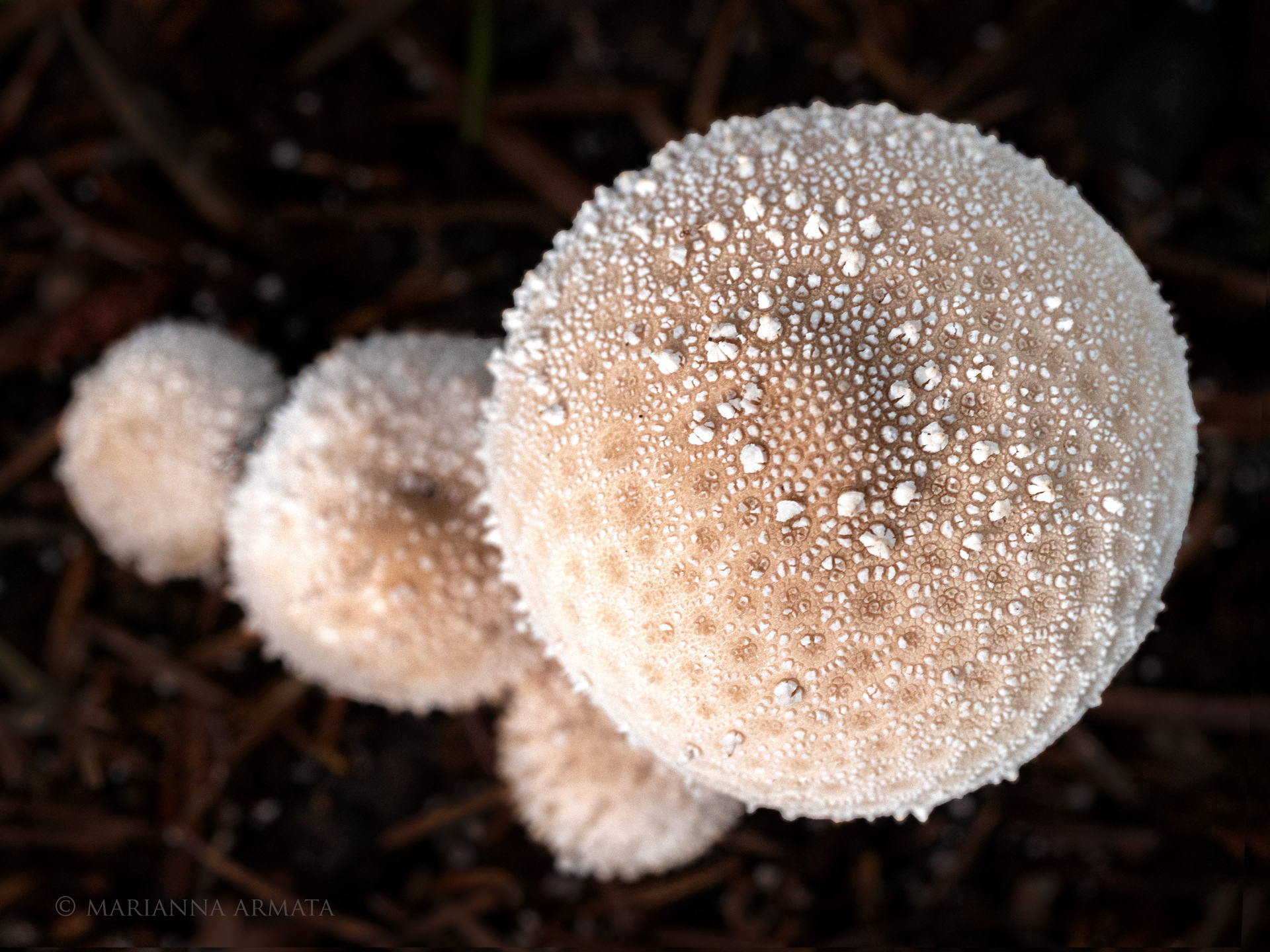 Gem-studded puffball
