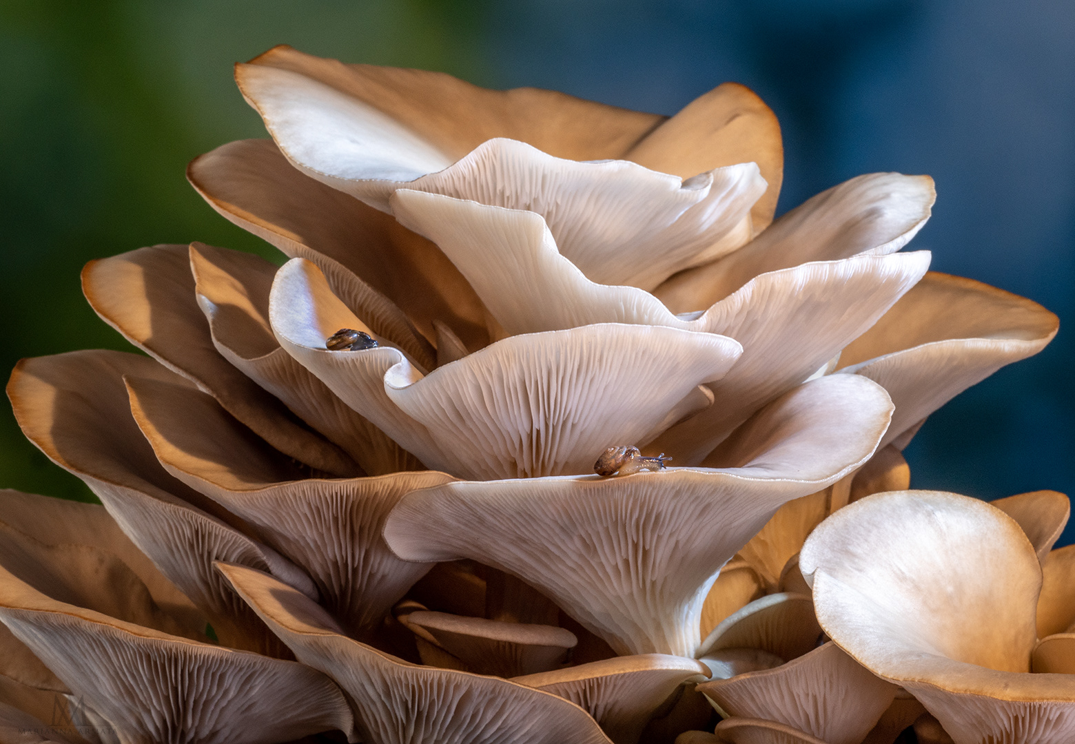 Grey oyster mushrooms