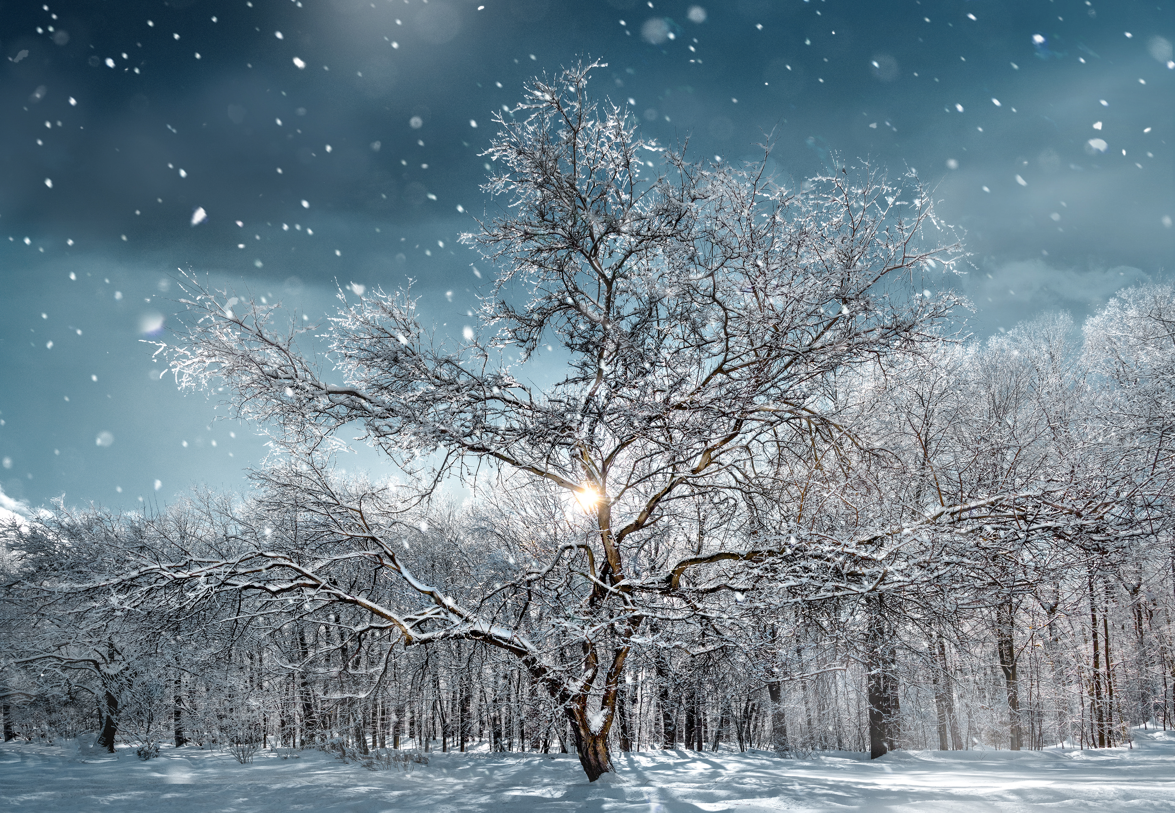 winter tree
