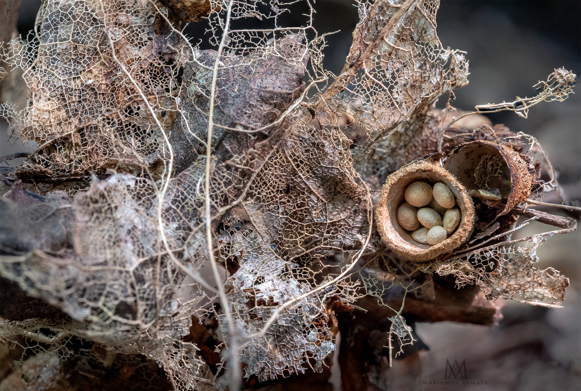 Common Birds Nest mushrooms
