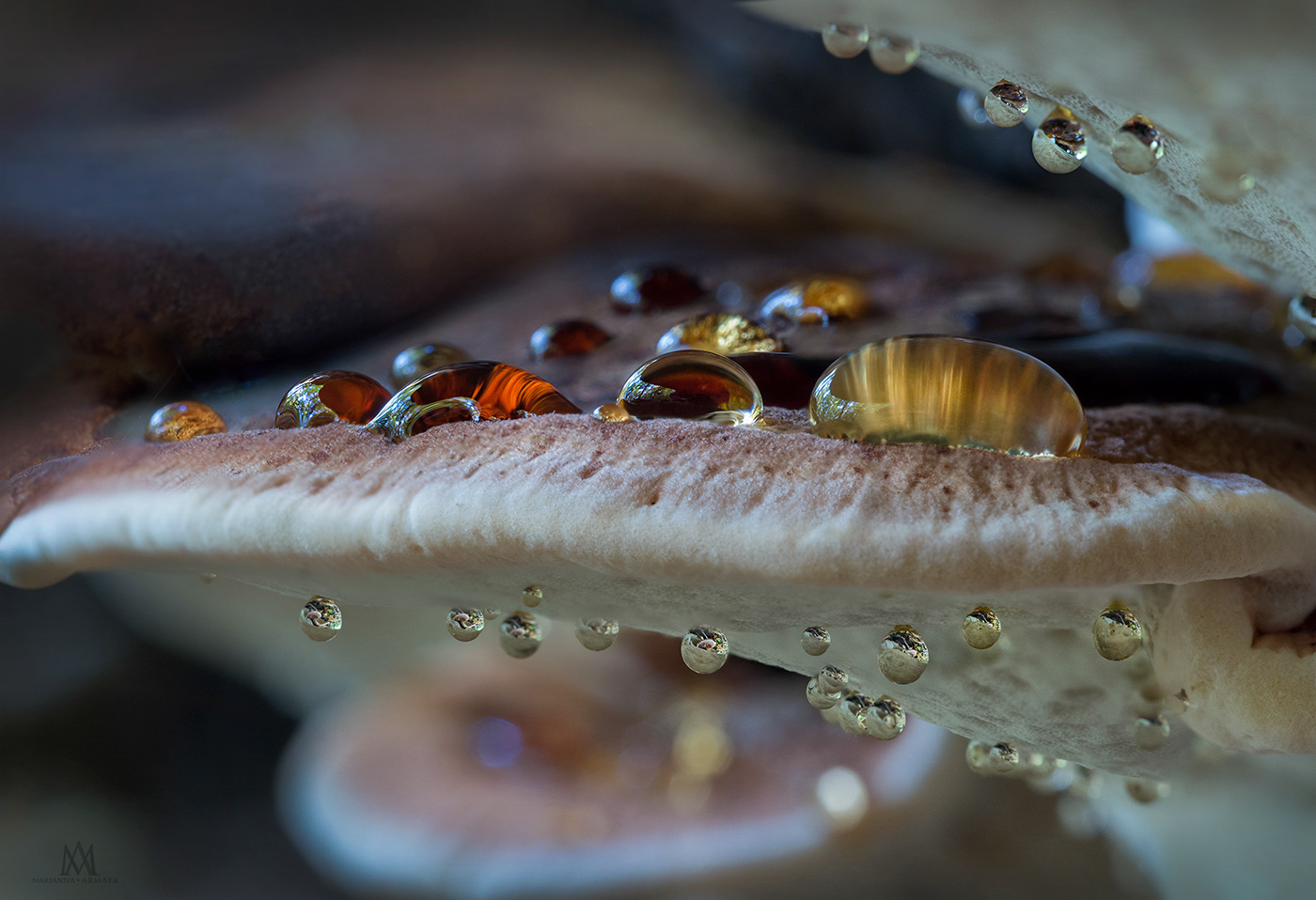 Resinous polypore