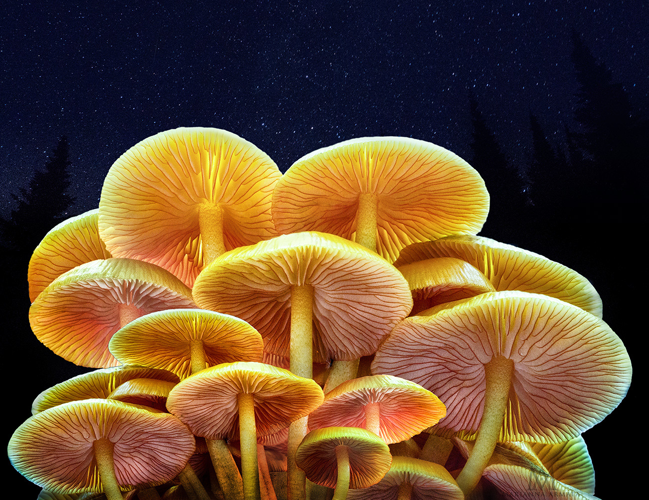 Orange mycena