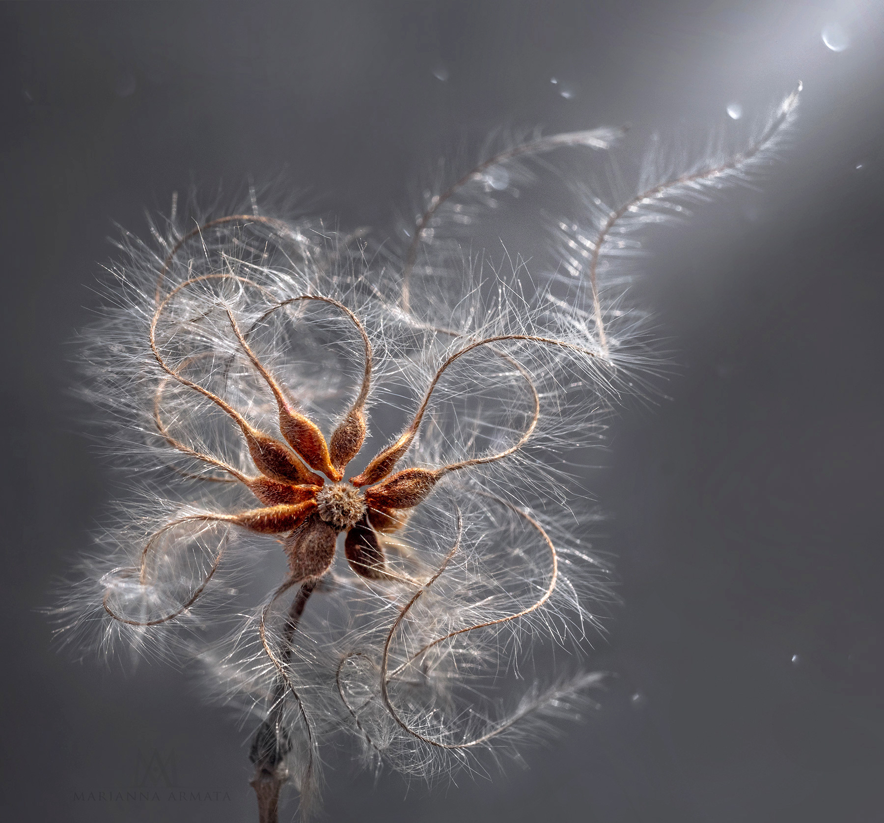 wild clematis seeds
