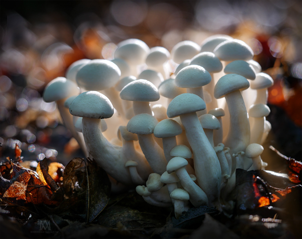 Shimeji mushrooms