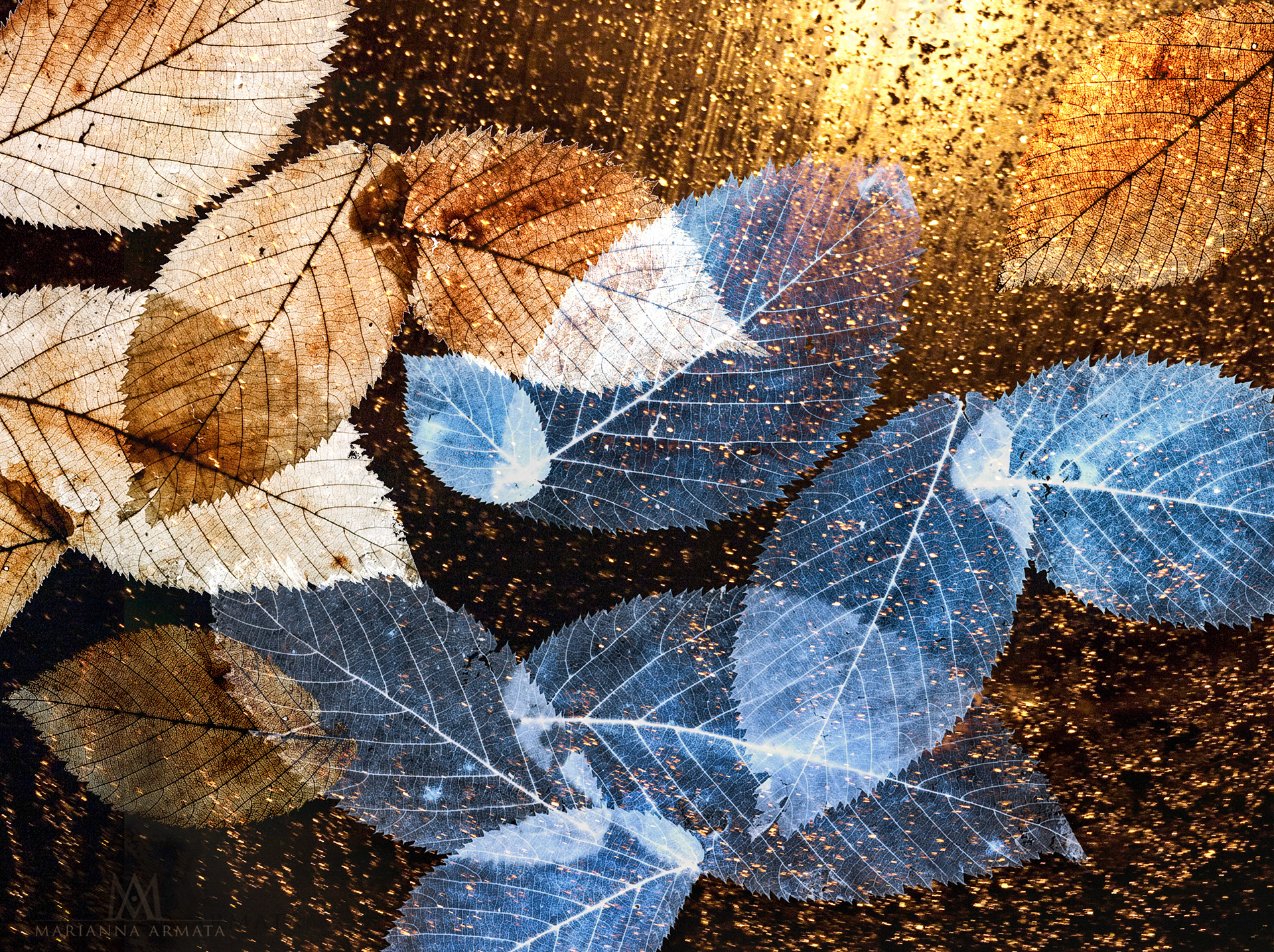 aspen leaves