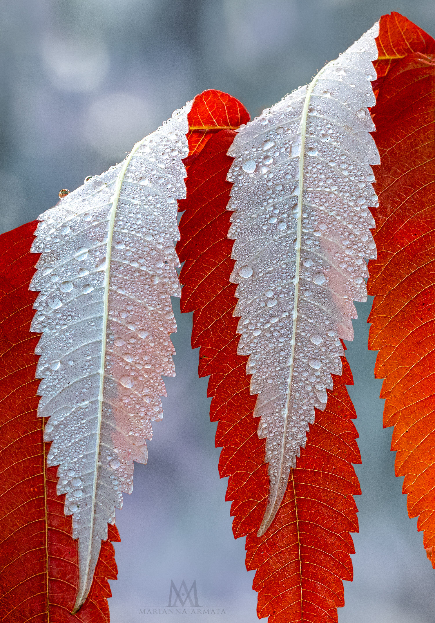 sumac