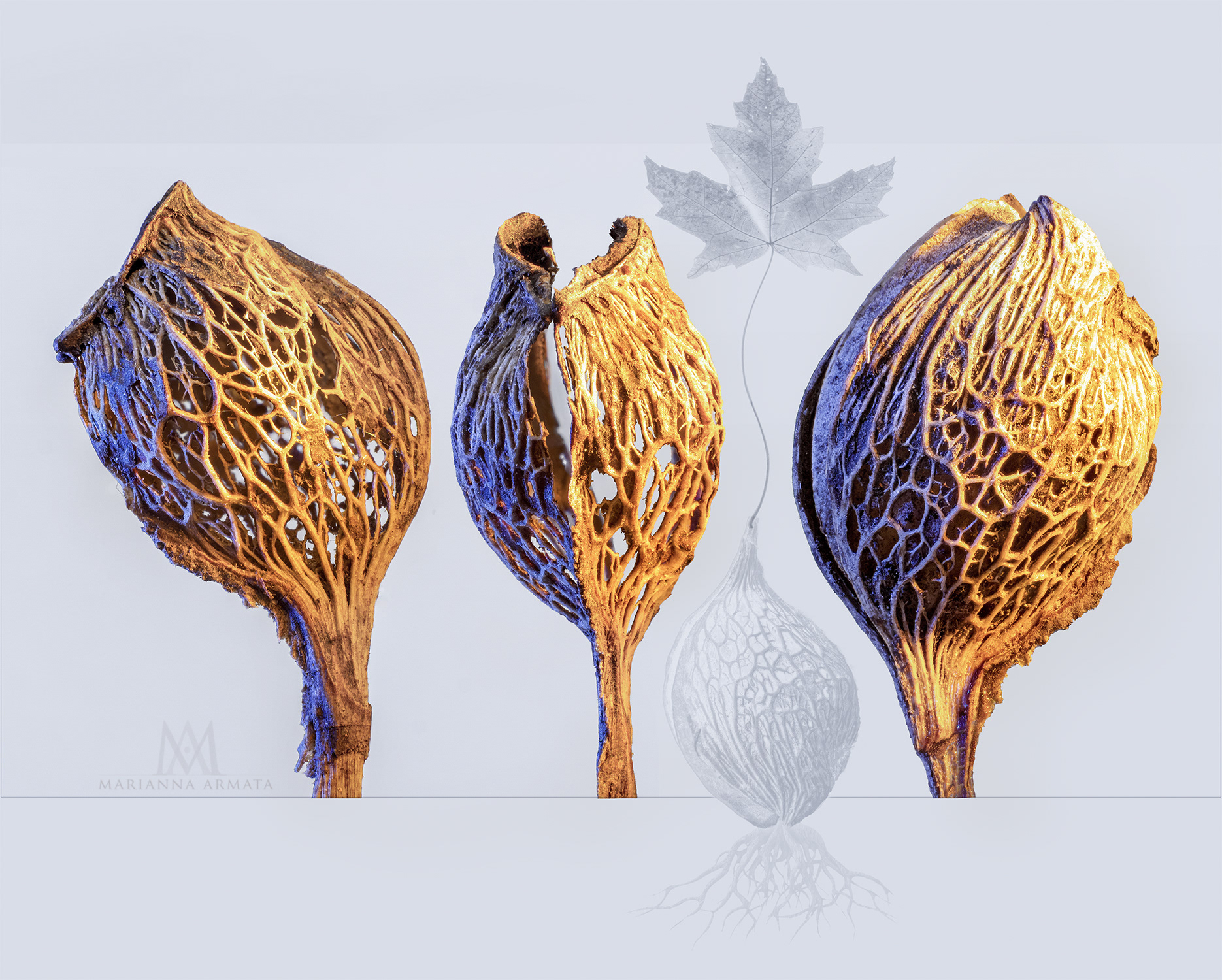 maple seeds
