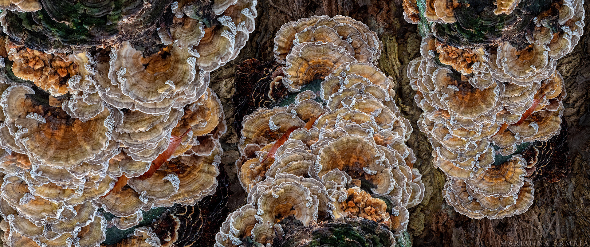 Turkey tails