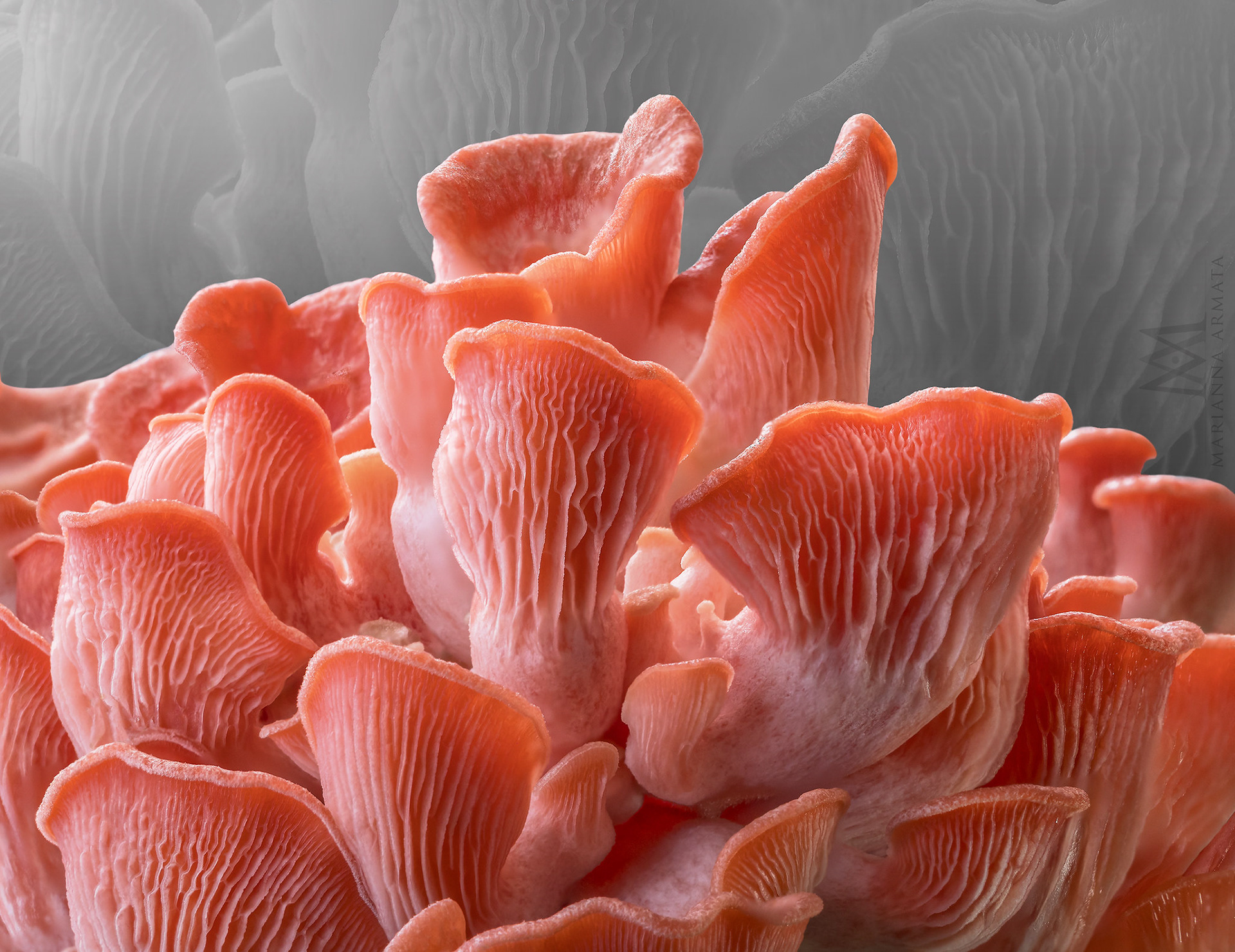 Pink oyster mushrooms