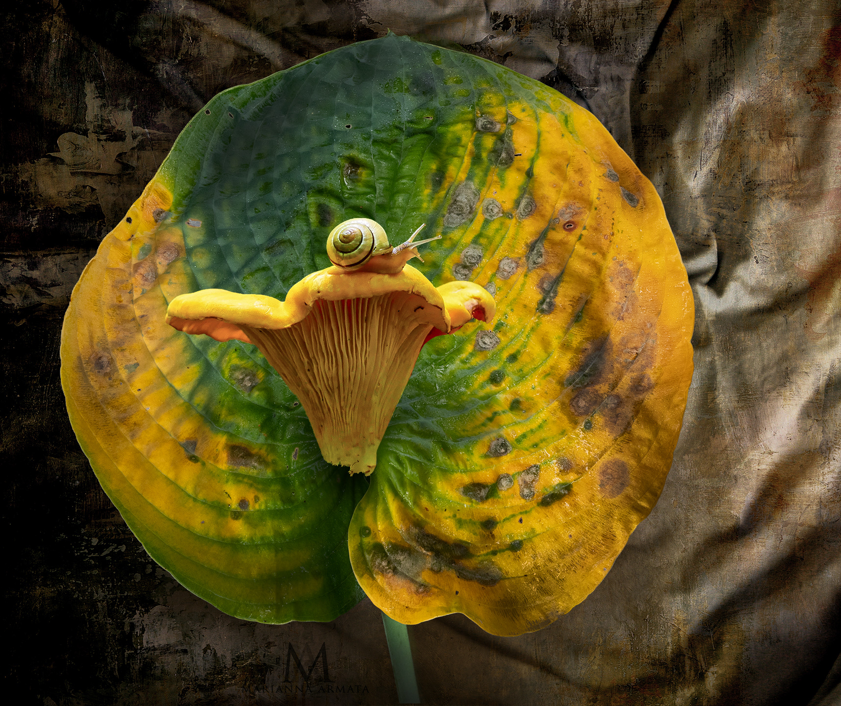 Chanterelle