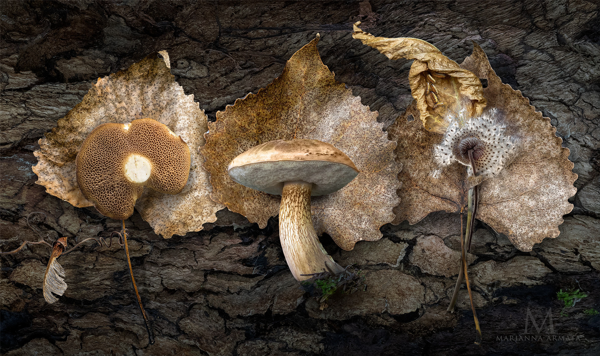 Brown boletes