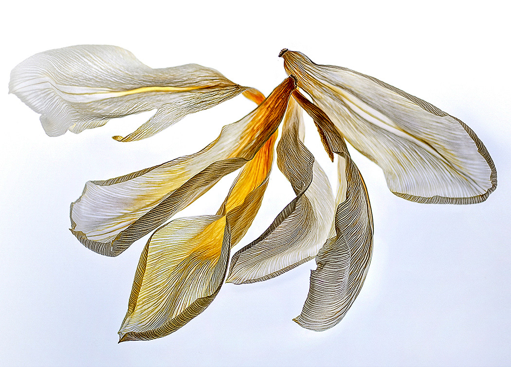 aged tulip petals