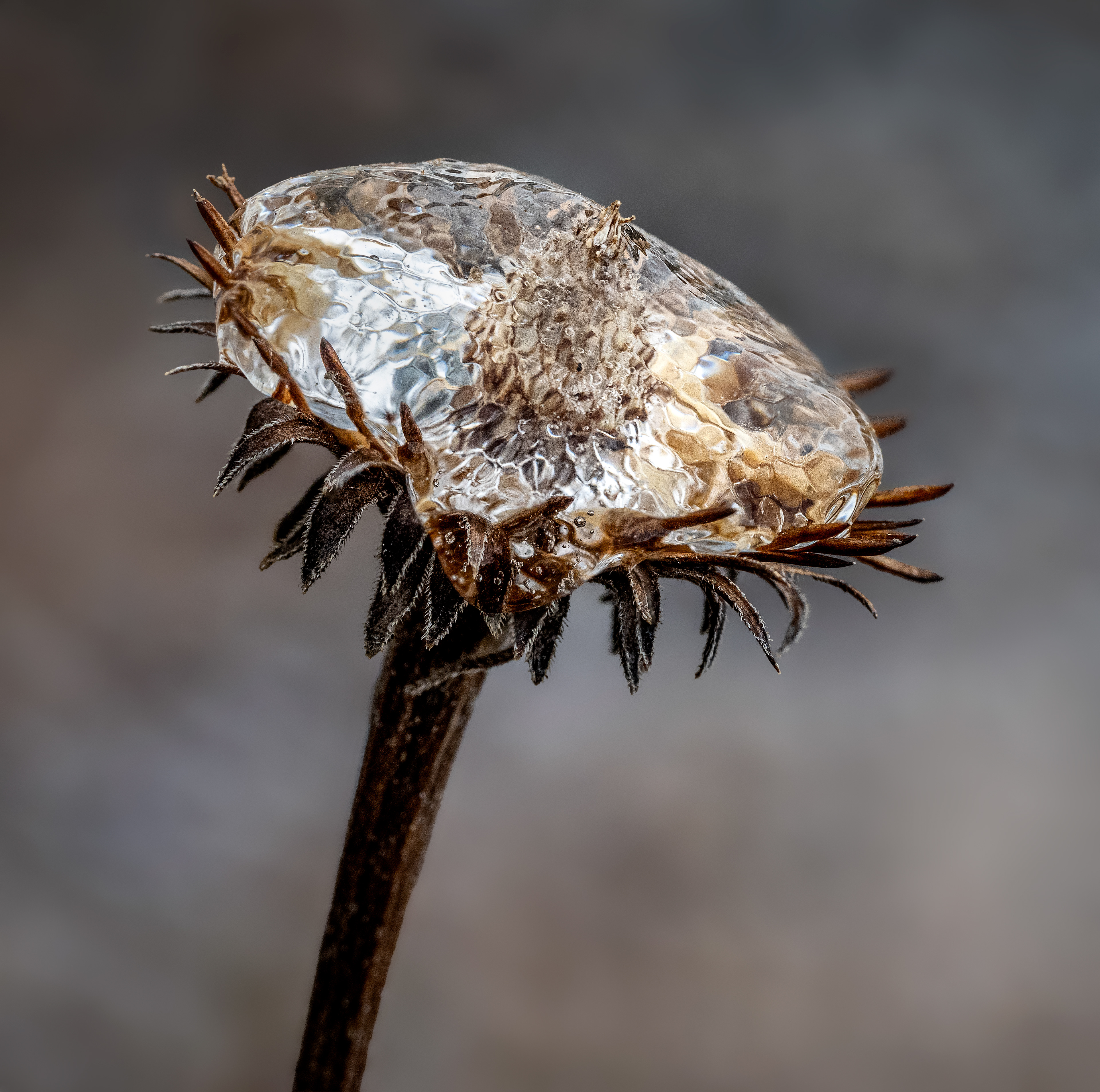 frozen echinacea