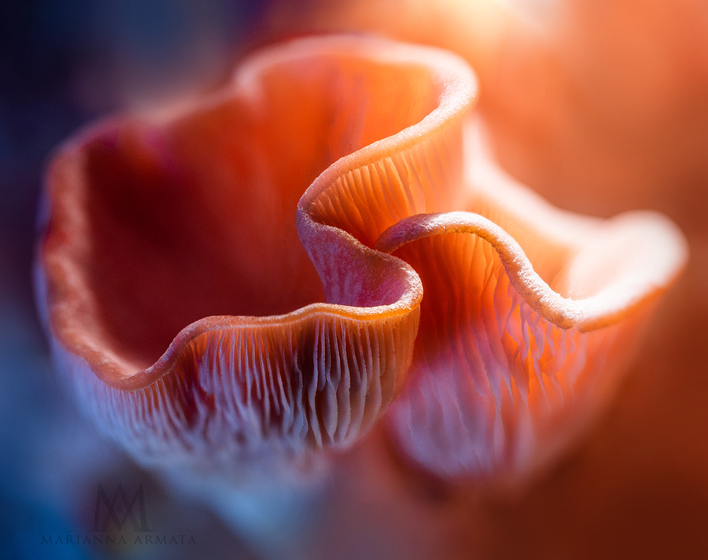Pink oyster mushrooms
