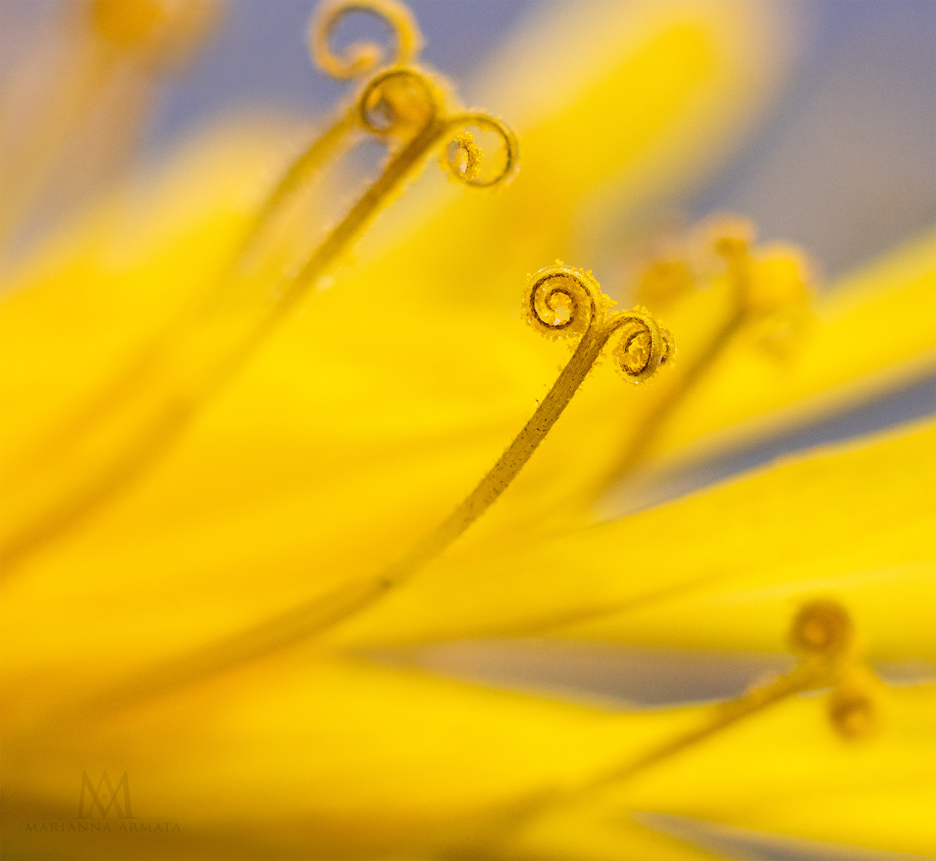 dandelion 