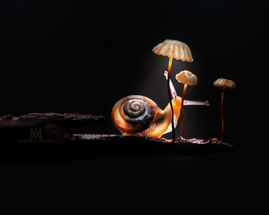 Snail lamp