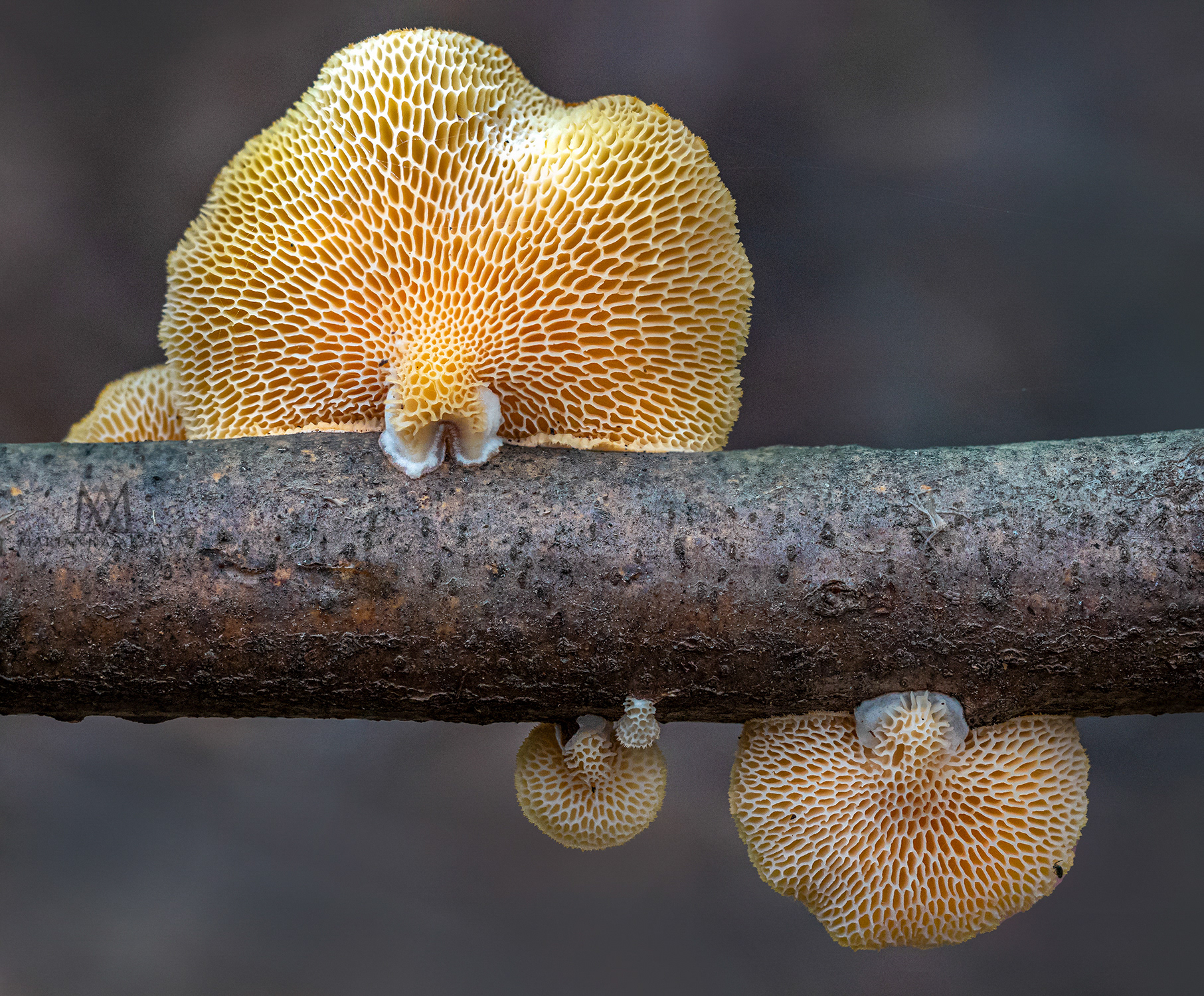 Neofavolus alveolaris