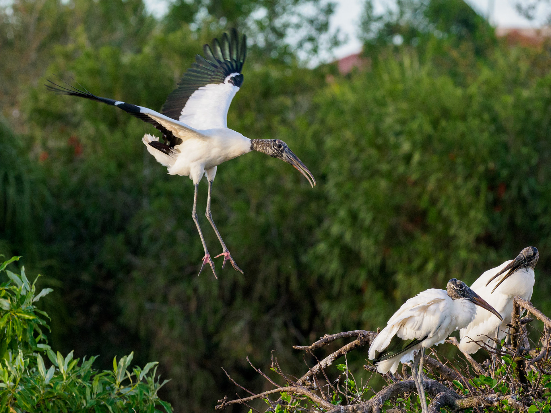 Weston Rookery