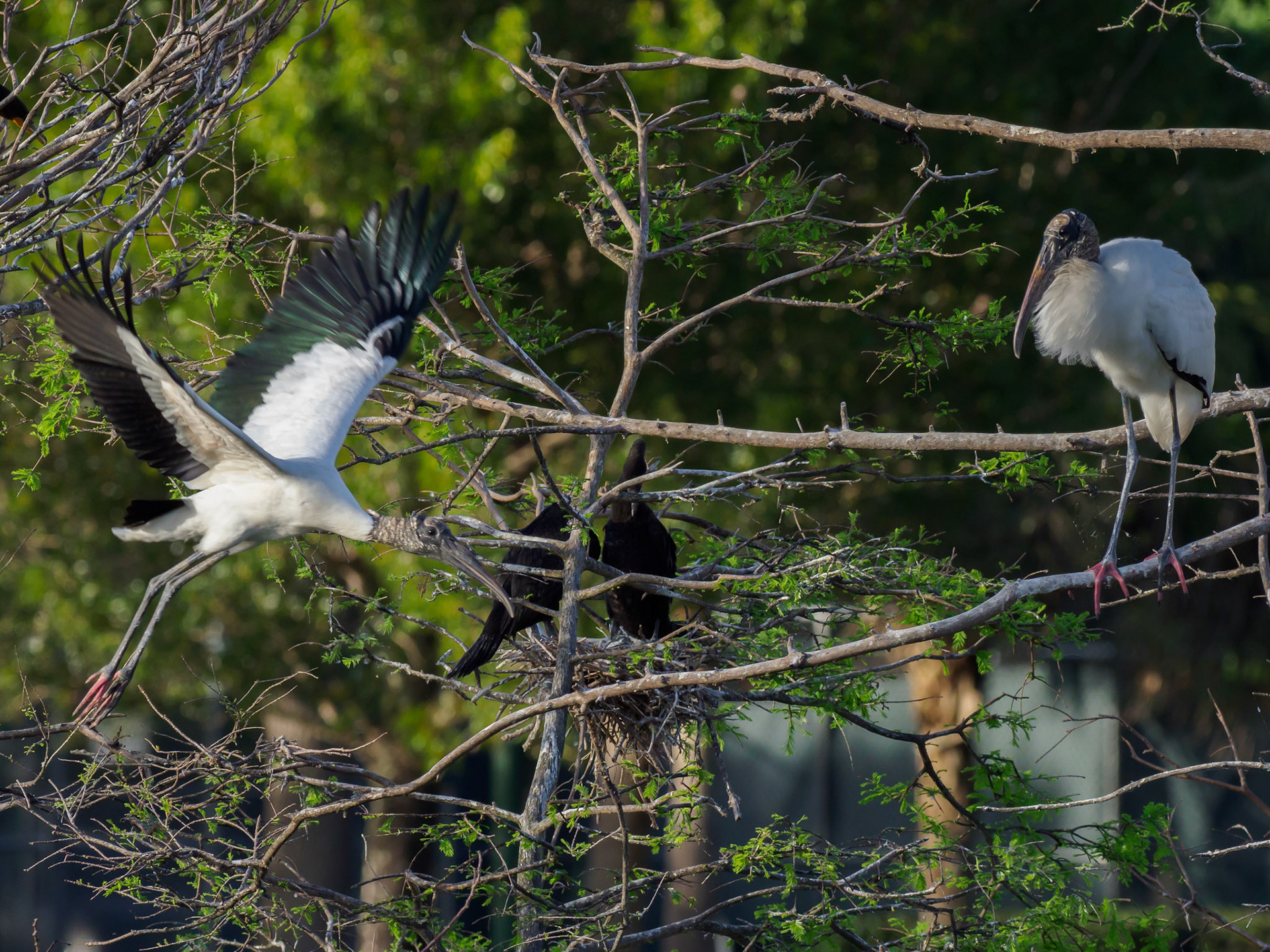 Weston Rookery