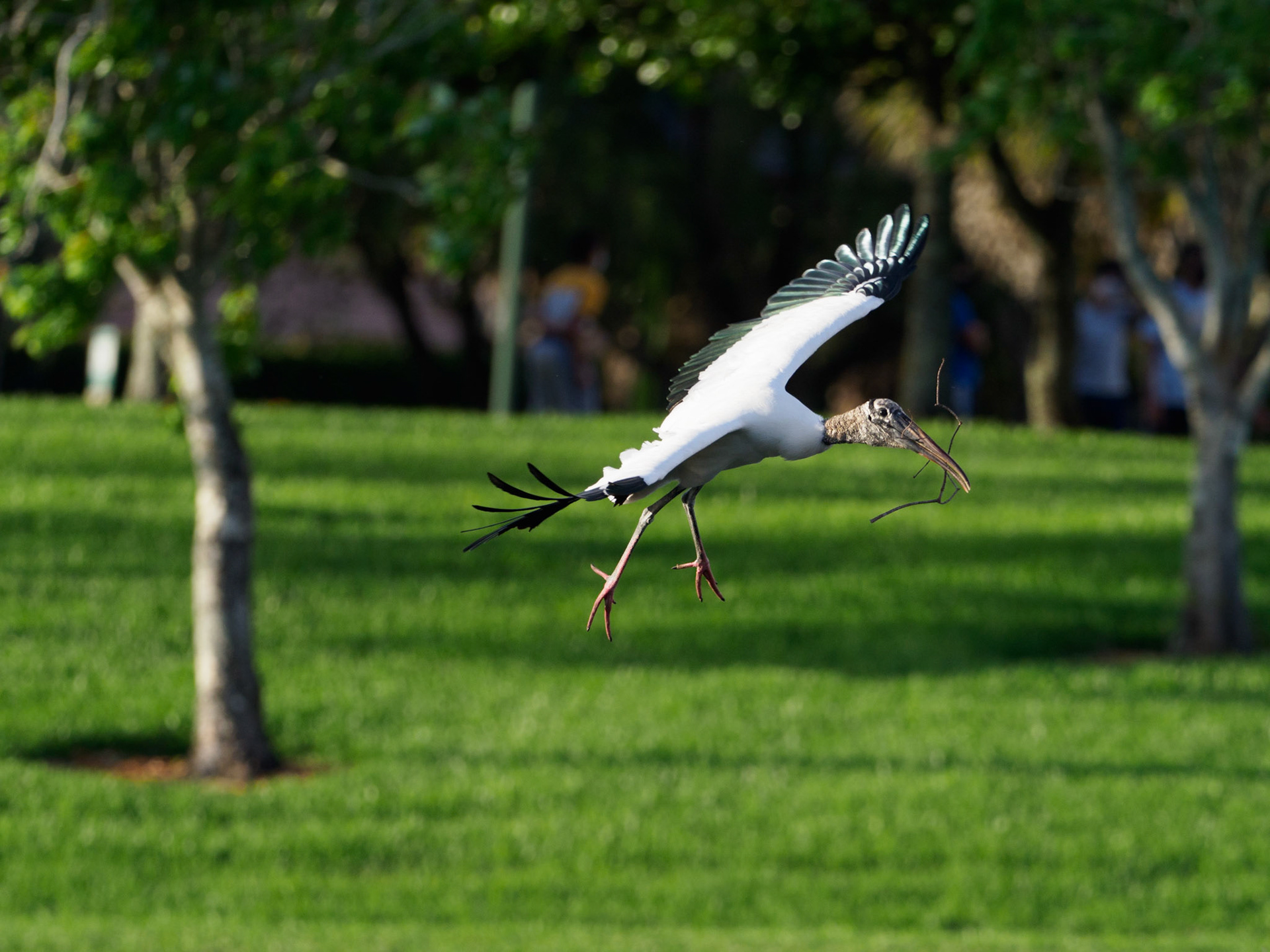 Weston Rookery