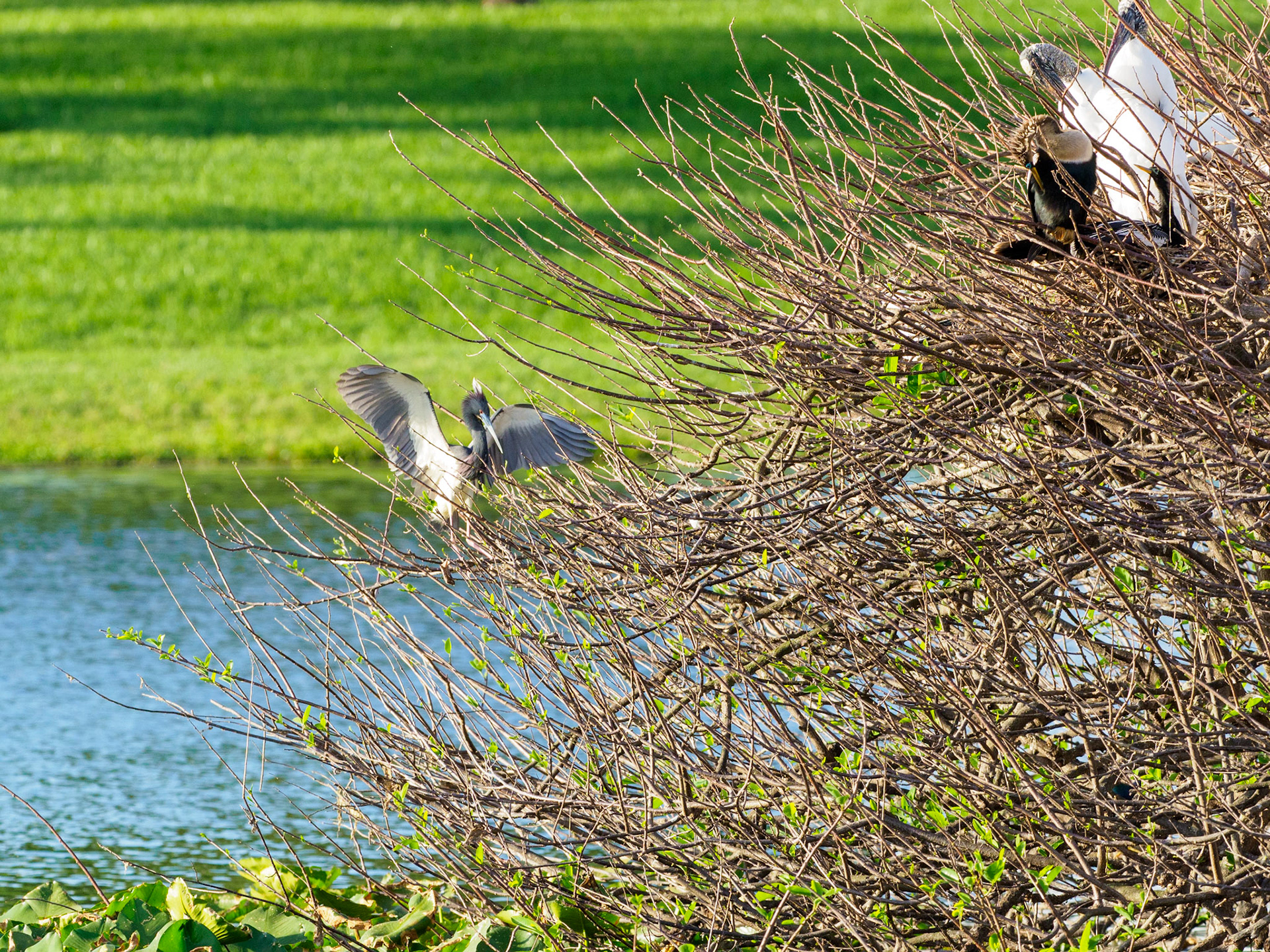 Weston Rookery
