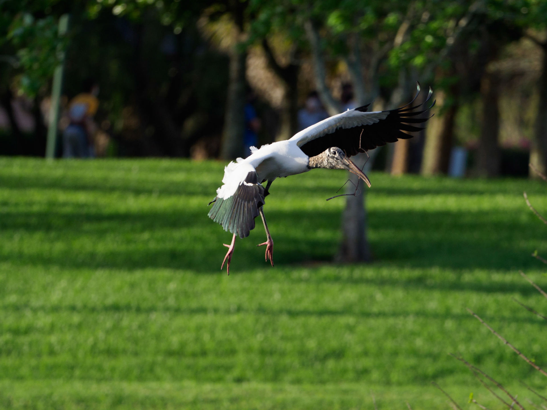 Weston Rookery